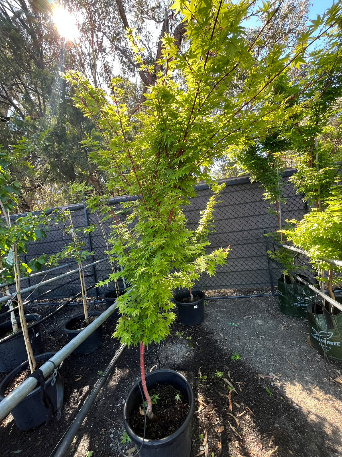 PL0139 Japanese Maple, Coral Bark Maple, Acer palmatum Senkaki, 珊瑚皮日本枫, 45L Pot