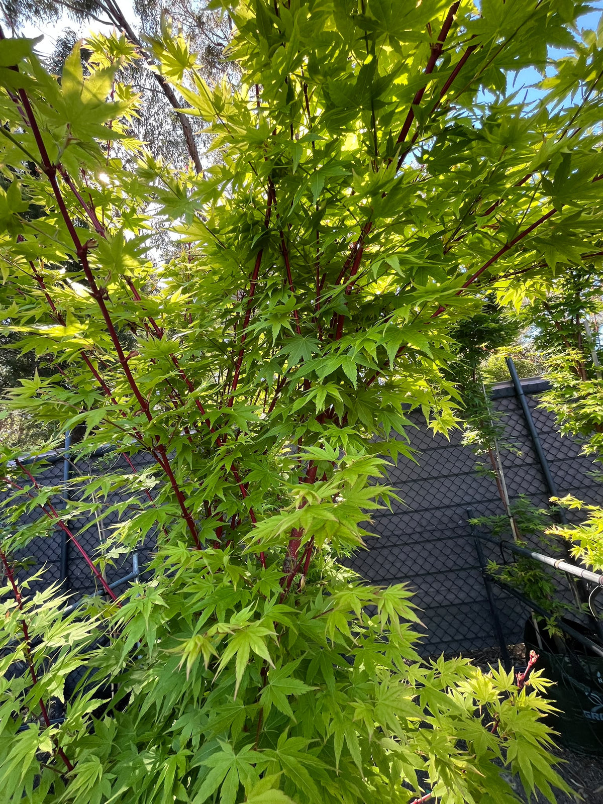 PL0139 Japanese Maple, Coral Bark Maple, Acer palmatum Senkaki, 珊瑚皮日本枫, 45L Pot