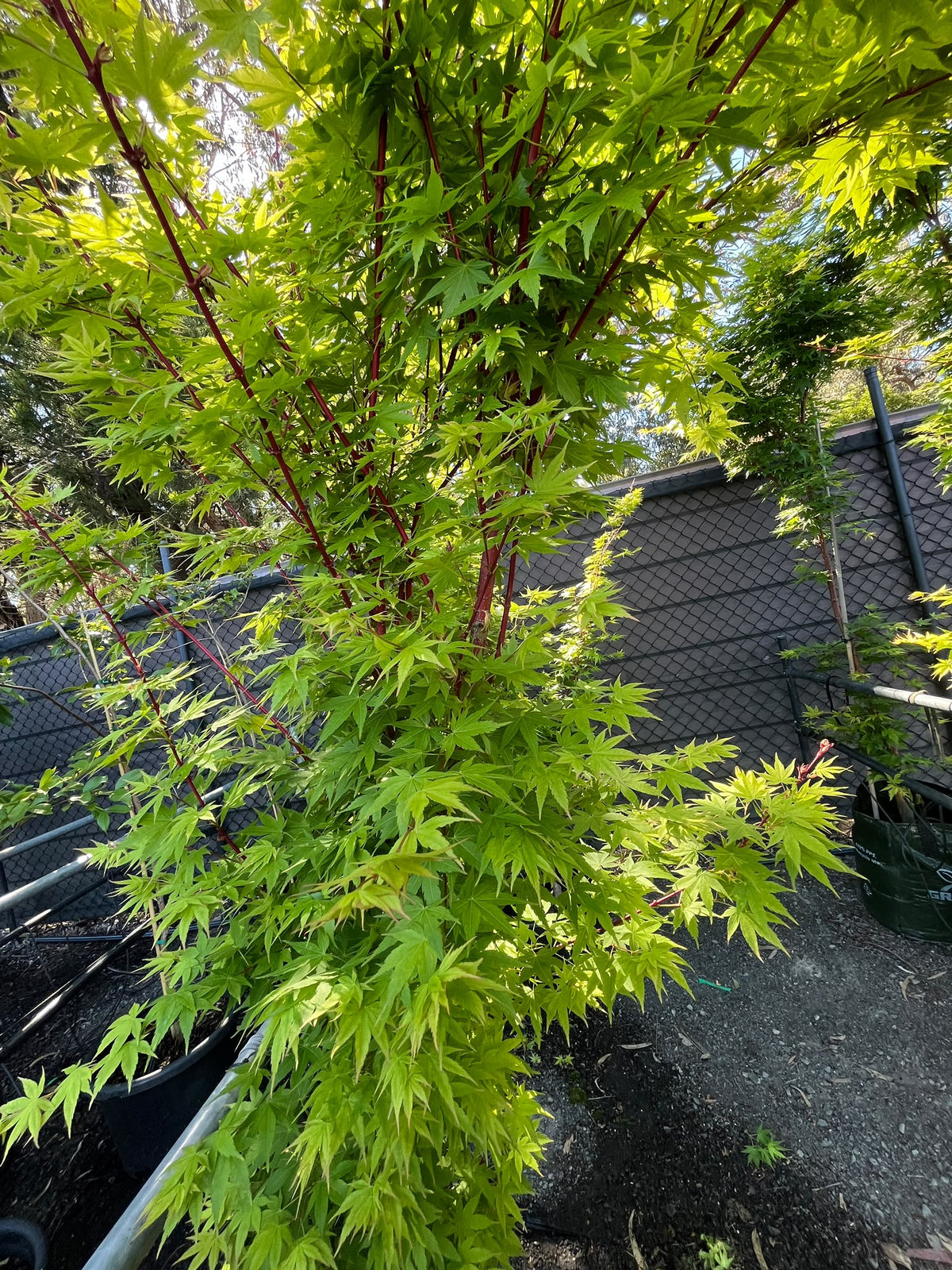 PL0139 Japanese Maple, Coral Bark Maple, Acer palmatum Senkaki, 珊瑚皮日本枫, 45L Pot