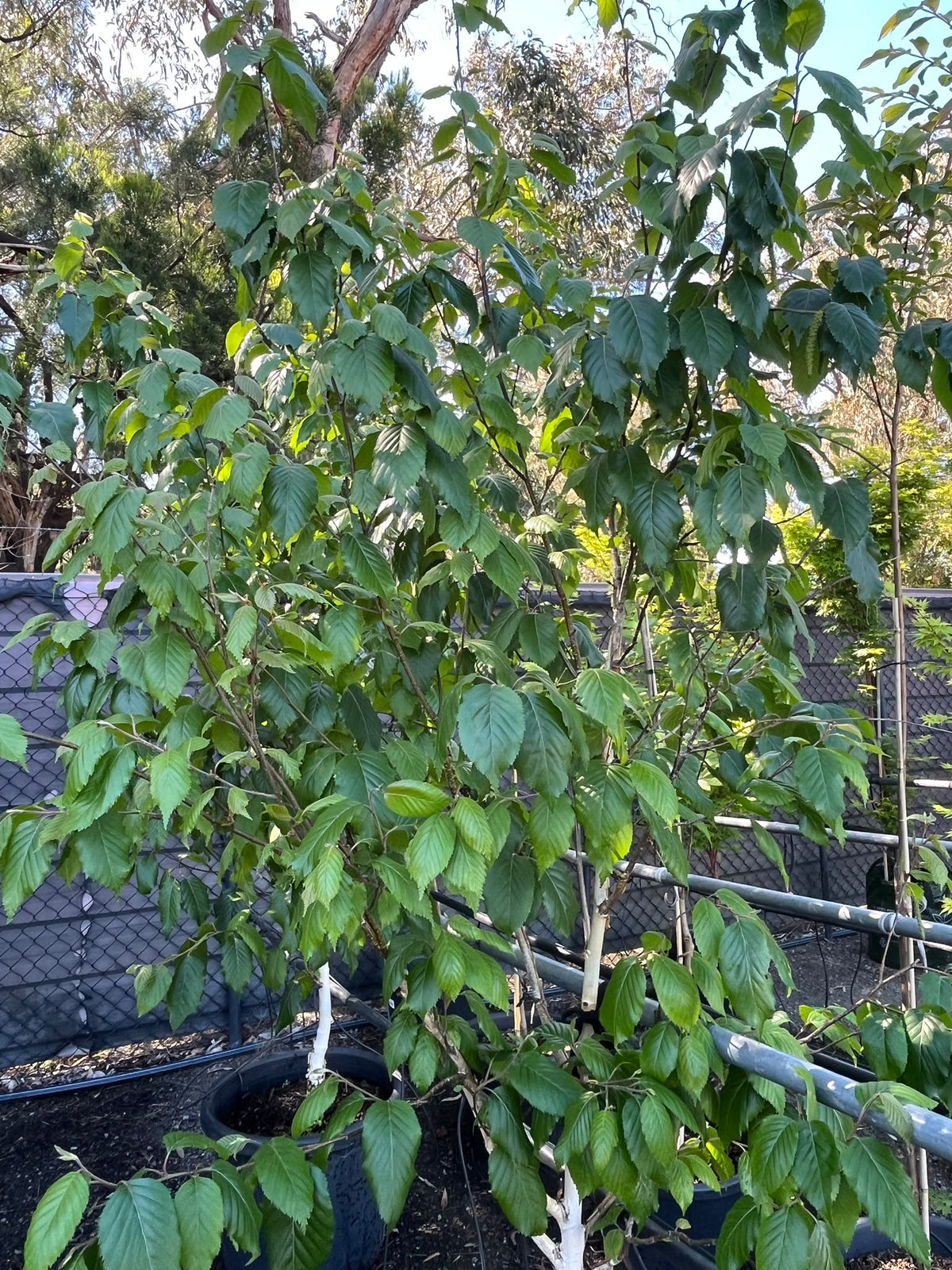PL0141 Himalayan White Barked Birch, West Himalayan Birch, Betula utilis Jacquemontii, 喜马拉雅白皮桦, 50 cm Pot