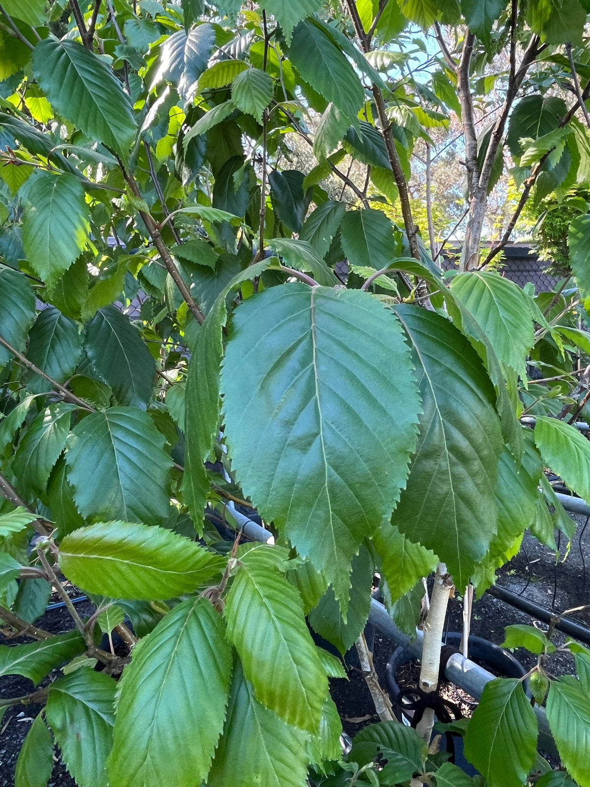PL0141 Himalayan White Barked Birch, West Himalayan Birch, Betula utilis Jacquemontii, 喜马拉雅白皮桦, 50 cm Pot