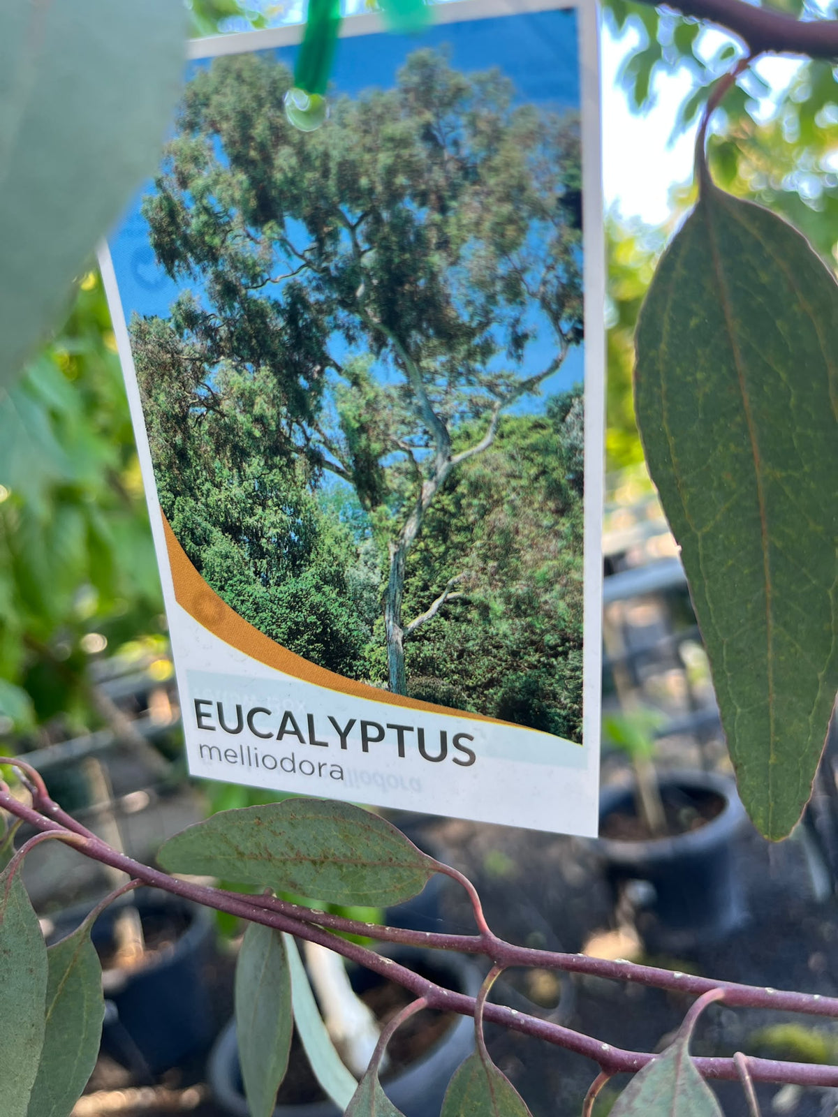 PL0142 Yellow Box Gum, Eucalyptus melliodora, 黄盒桉, 35L Air Pruned Pot