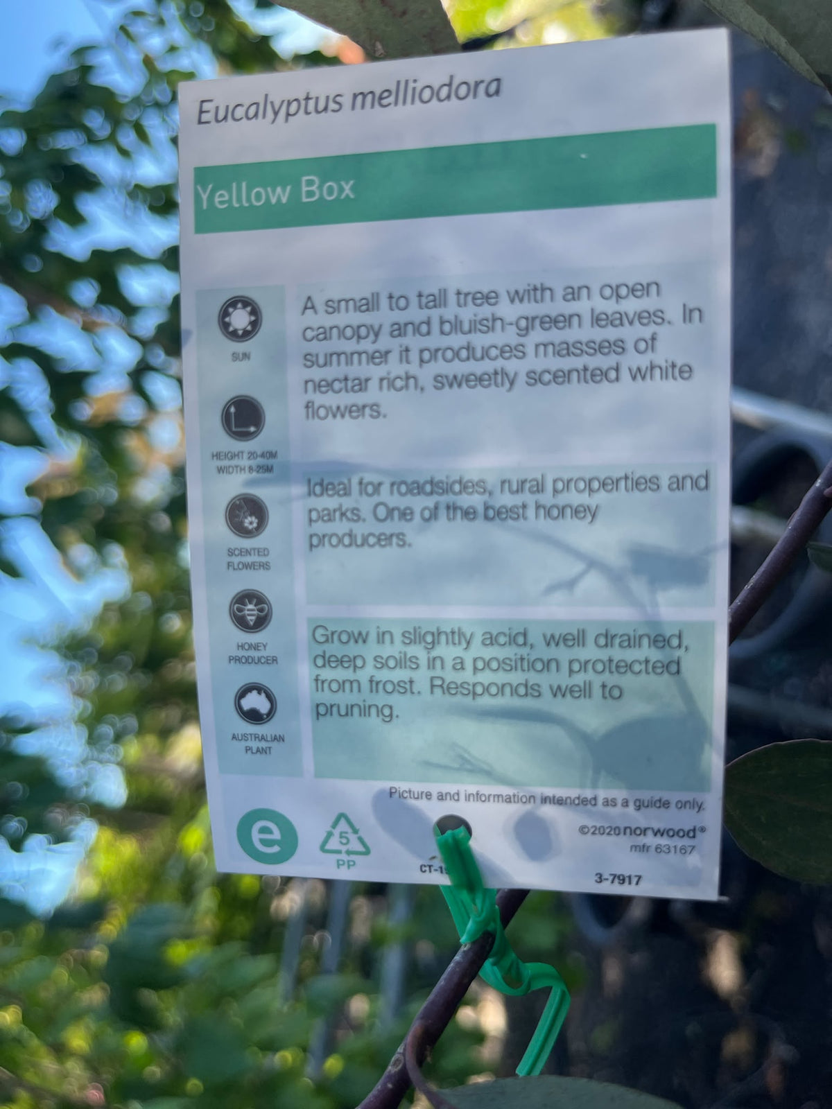 PL0142 Yellow Box Gum, Eucalyptus melliodora, 黄盒桉, 35L Air Pruned Pot