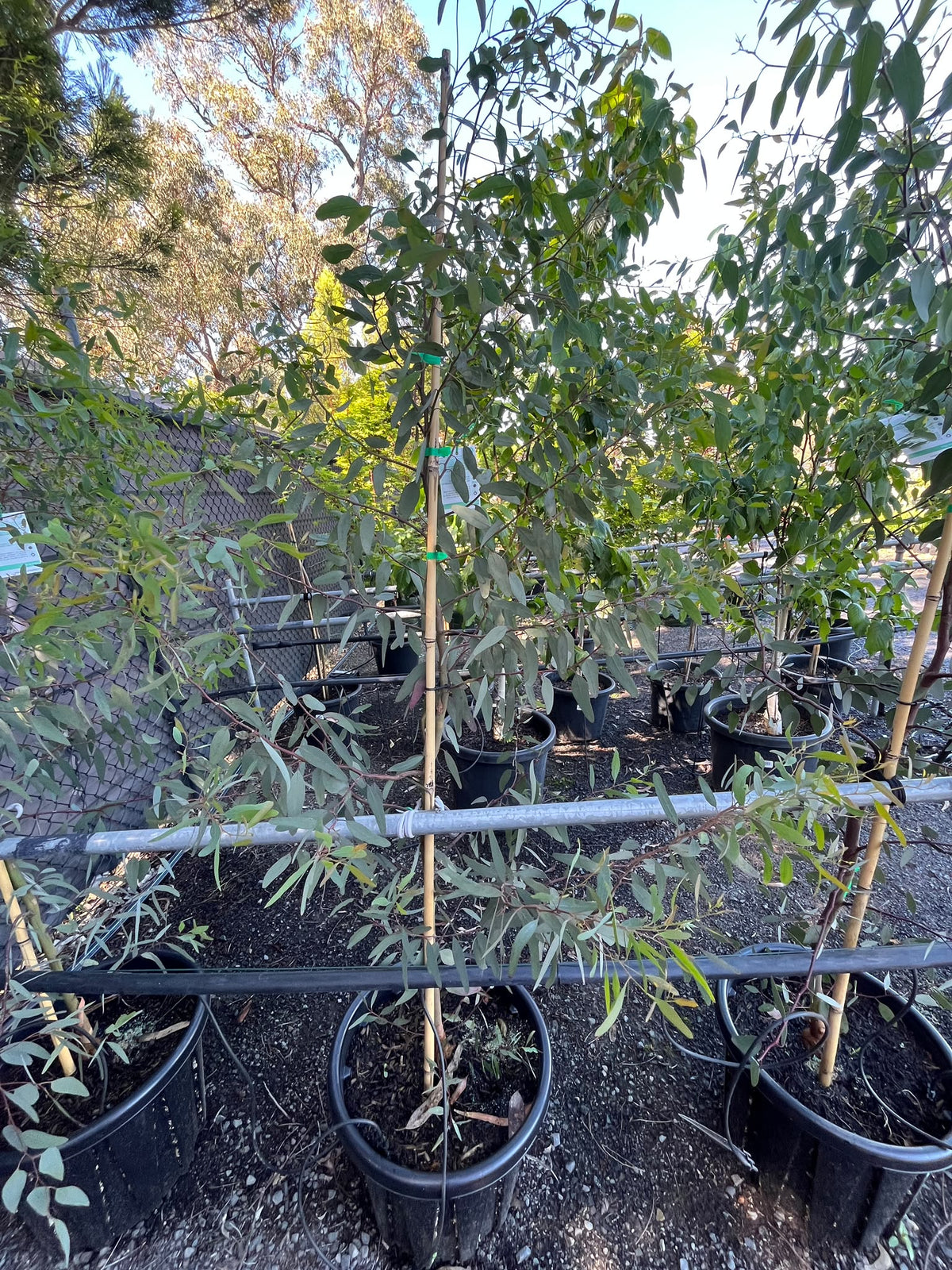 PL0142 Yellow Box Gum, Eucalyptus melliodora, 黄盒桉, 35L Air Pruned Pot