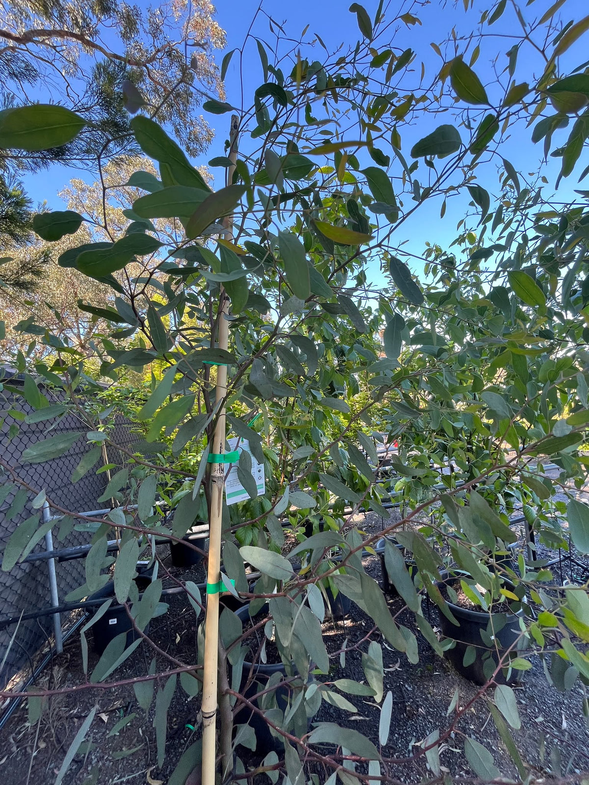 PL0142 Yellow Box Gum, Eucalyptus melliodora, 黄盒桉, 35L Air Pruned Pot