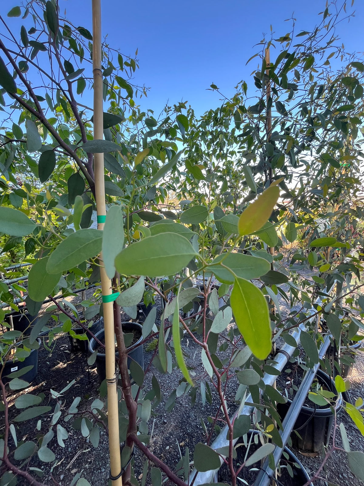 PL0142 Yellow Box Gum, Eucalyptus melliodora, 黄盒桉, 35L Air Pruned Pot