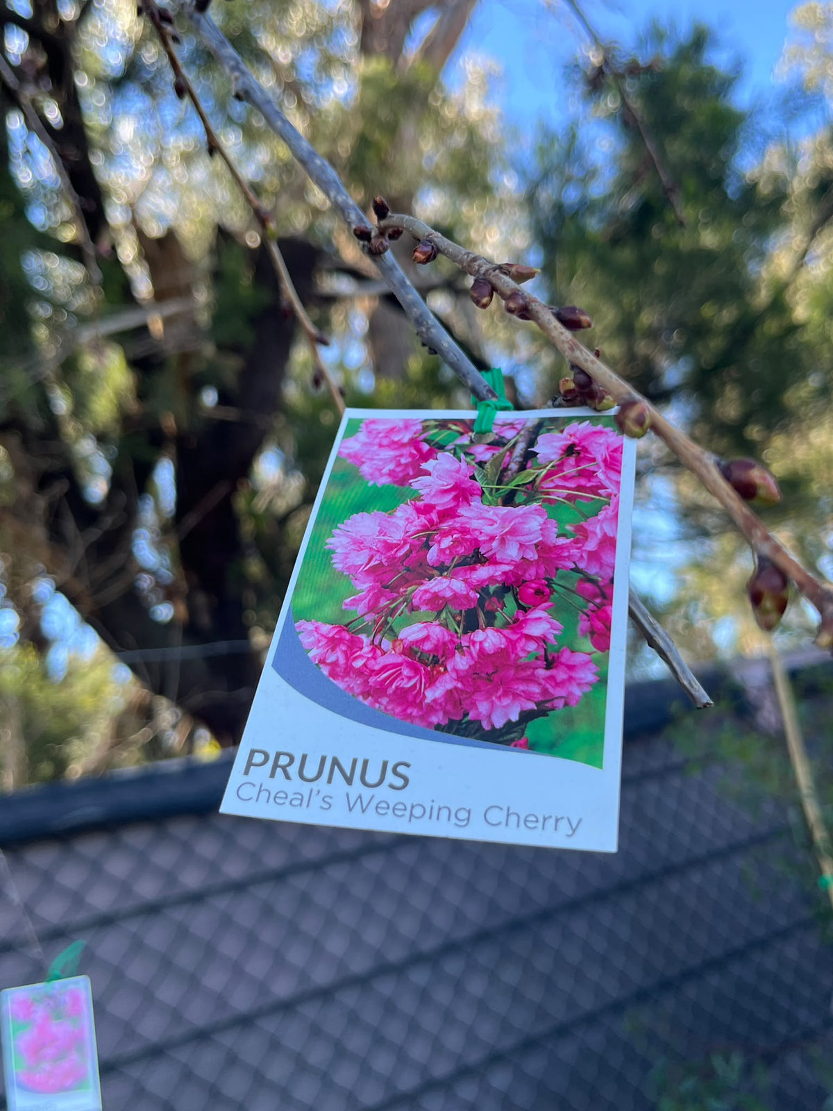PL0143 Weeping Japanese Flowering Cherry, Prunus serrulata Cheals, 日本垂枝樱, 40 cm Pot