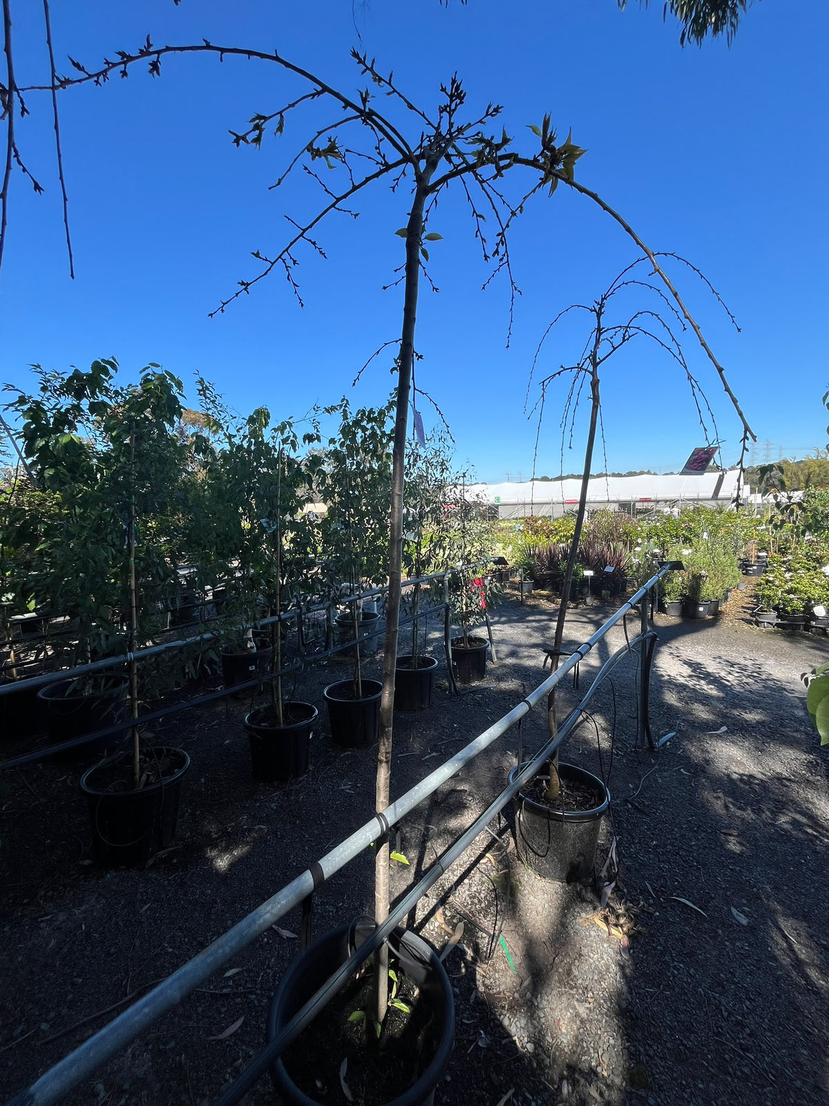 PL0143 Weeping Japanese Flowering Cherry, Prunus serrulata Cheals, 日本垂枝樱, 40 cm Pot