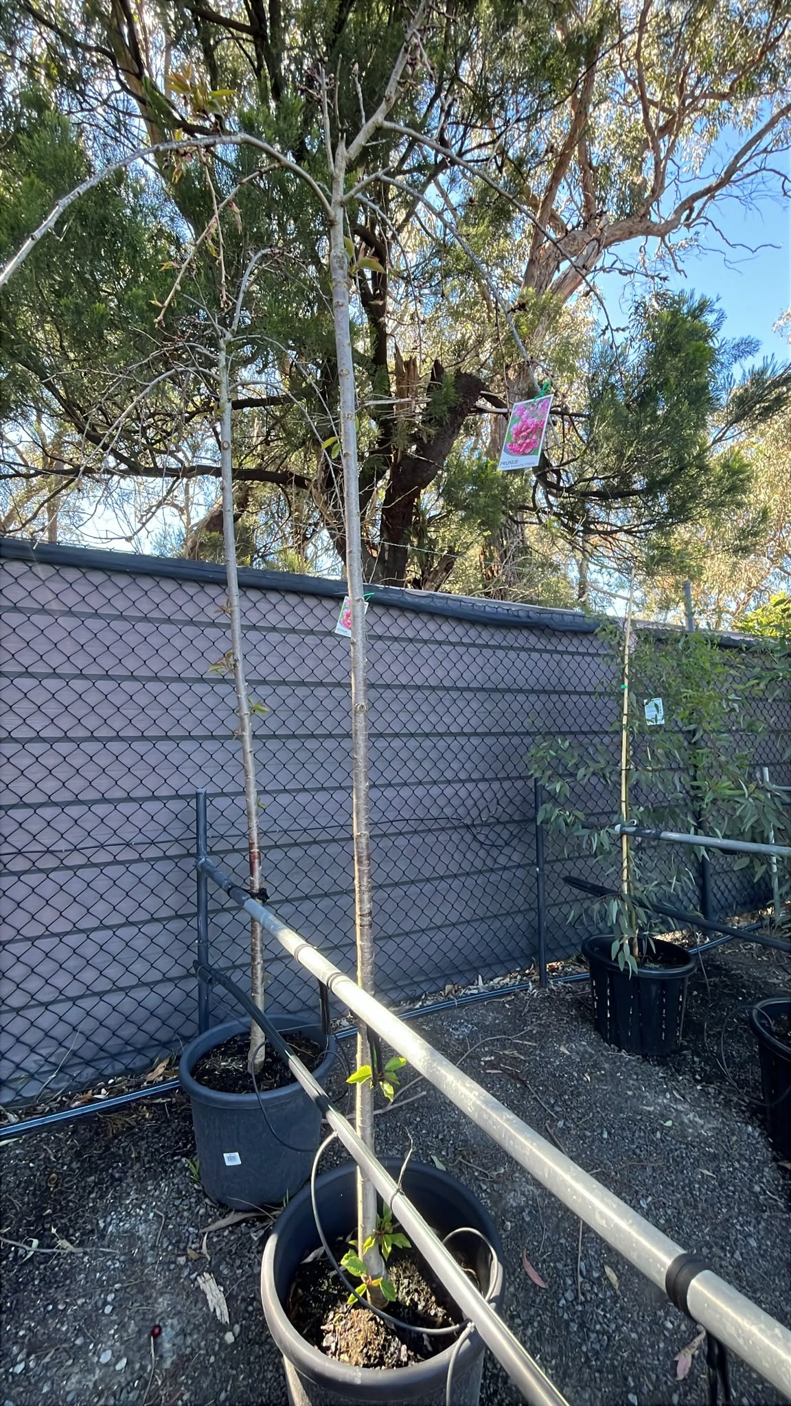 PL0143 Weeping Japanese Flowering Cherry, Prunus serrulata Cheals, 日本垂枝樱, 40 cm Pot