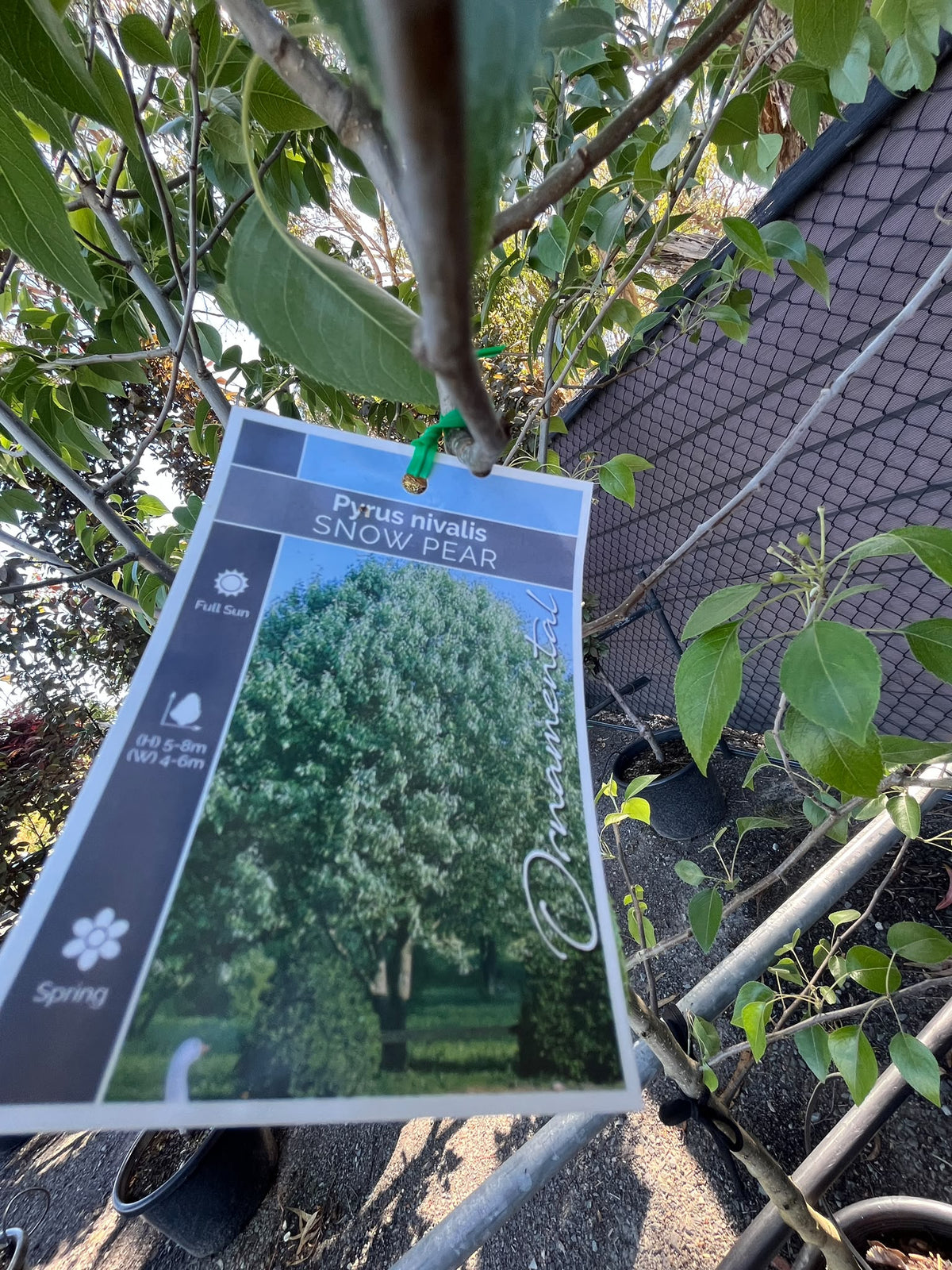 PL0144 Snow Pear, Pyrus nivalis, 雪梨, 40 cm Pot