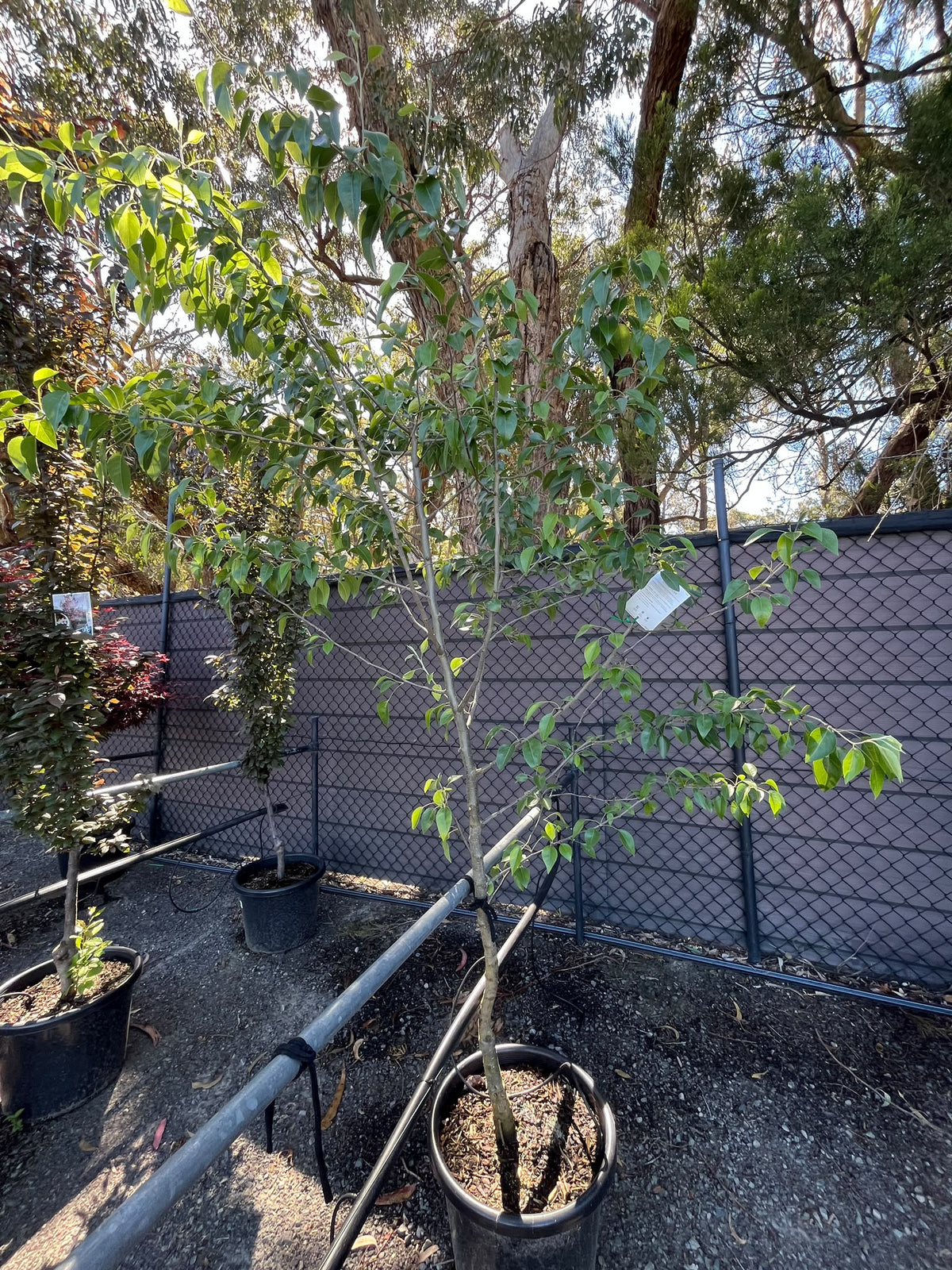 PL0144 Snow Pear, Pyrus nivalis, 雪梨, 40 cm Pot