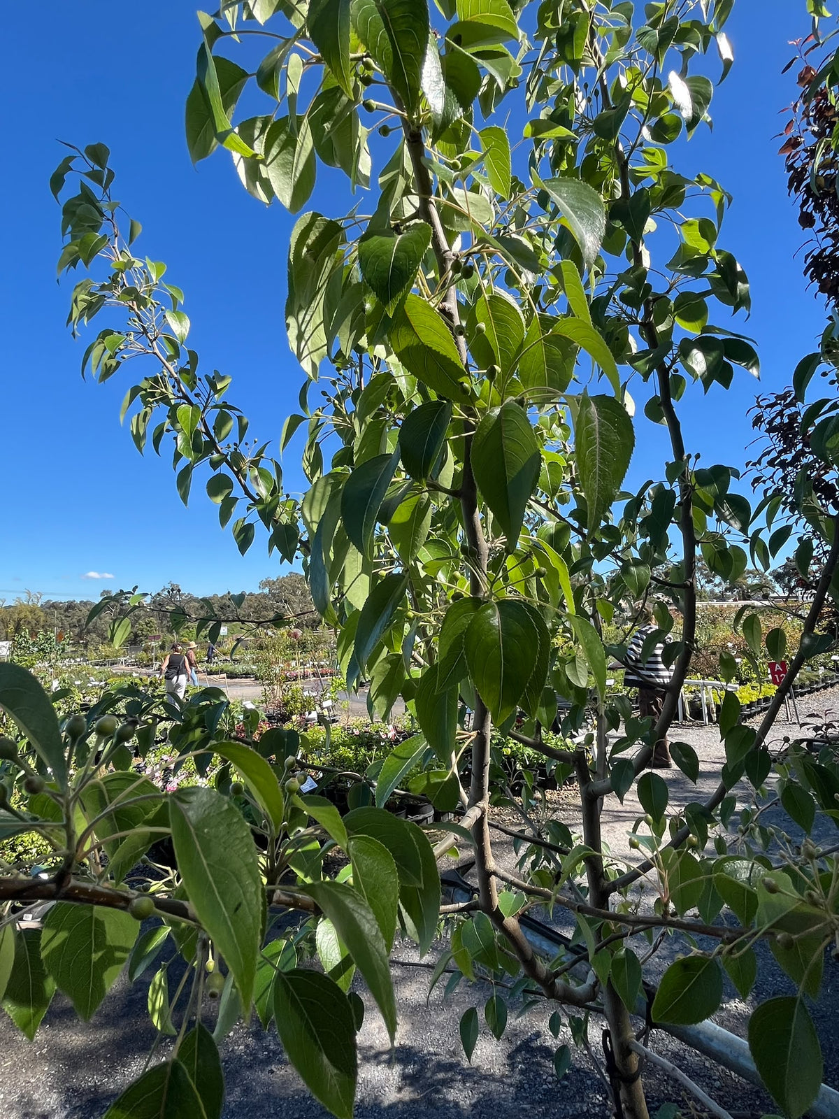 PL0144 Snow Pear, Pyrus nivalis, 雪梨, 40 cm Pot