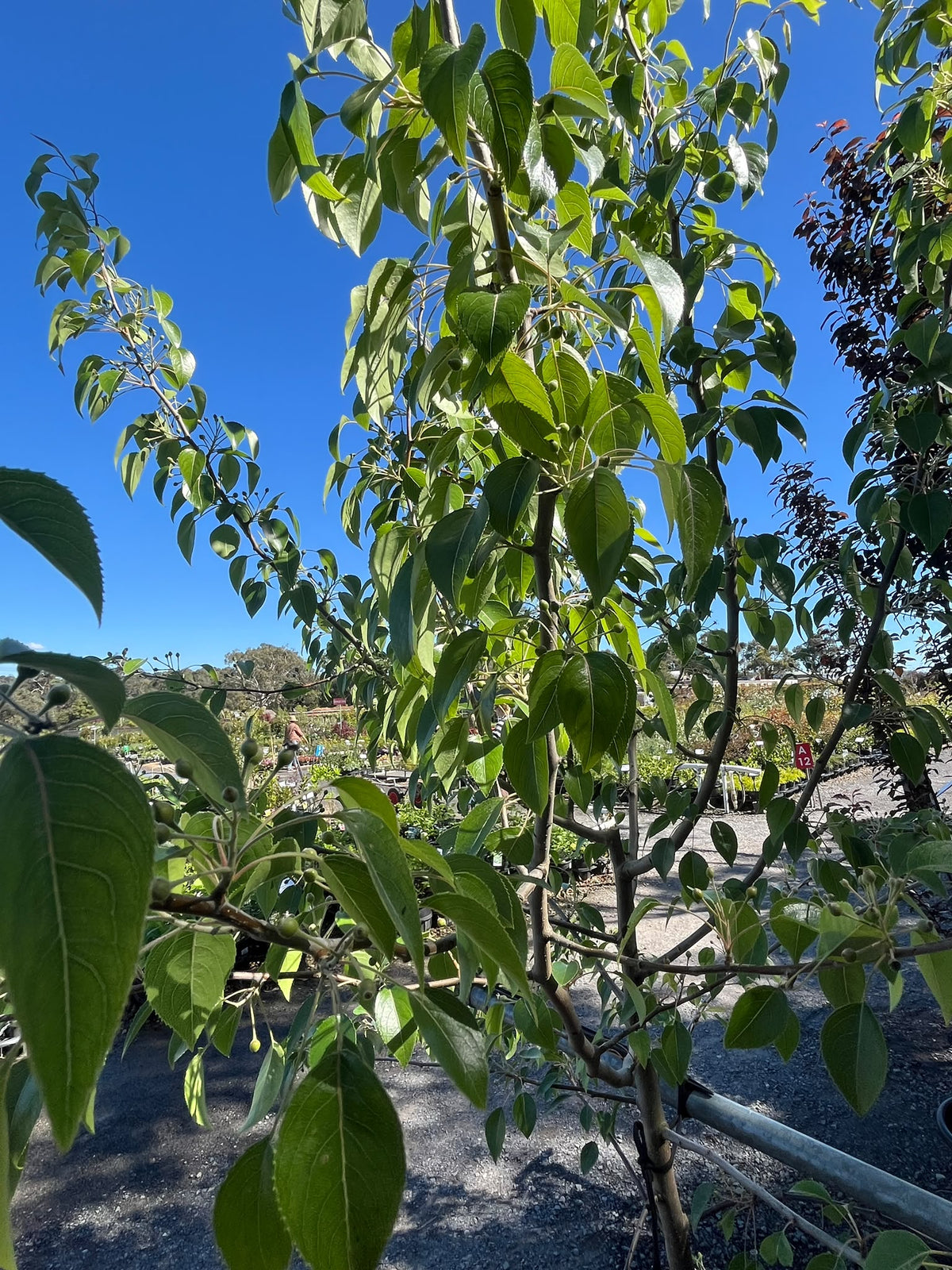 PL0144 Snow Pear, Pyrus nivalis, 雪梨, 40 cm Pot