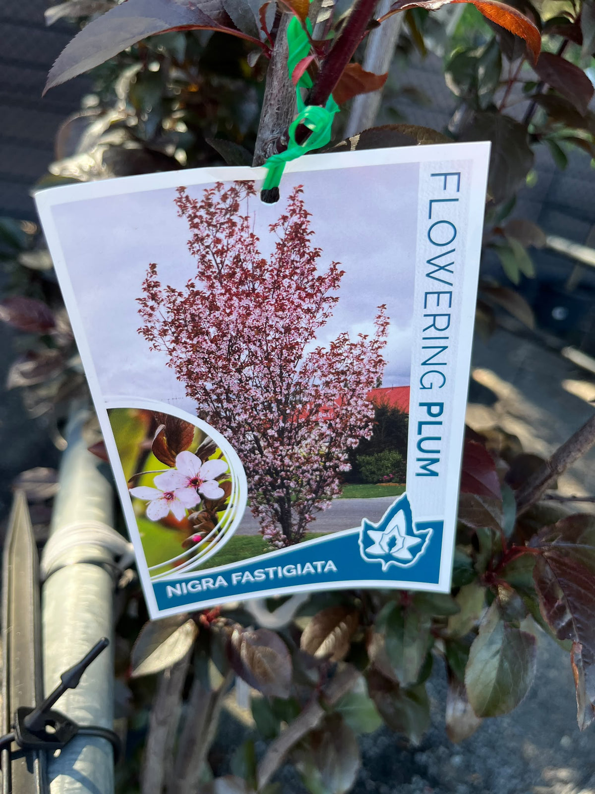 PL0145 Upright Purple Leaf Cherry Plum, Flowering Plum, Canada Plum, Prunus cerasifera Nigra Fastigiata, 直立紫叶李, 40 cm Pot
