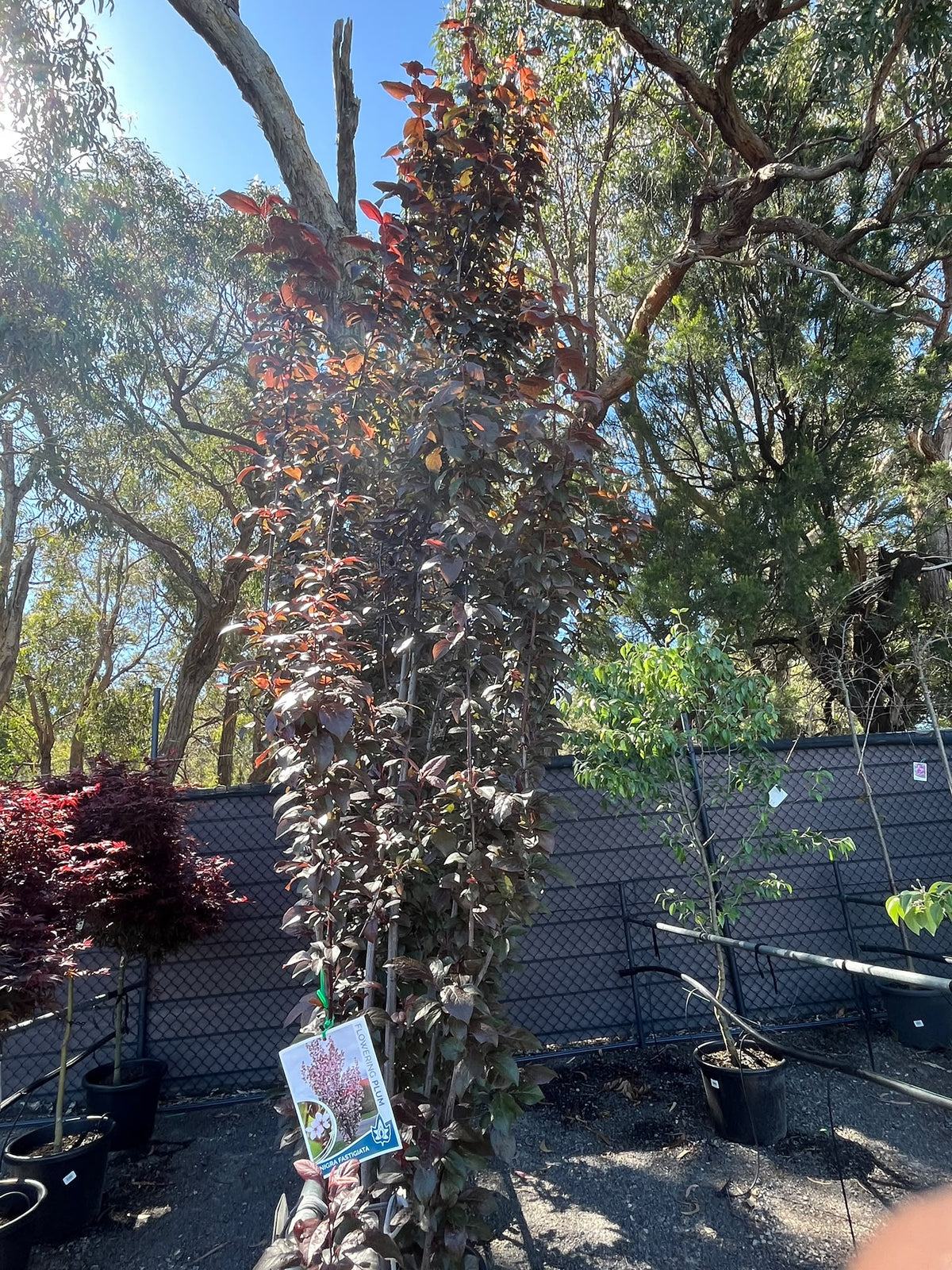 PL0145 Upright Purple Leaf Cherry Plum, Flowering Plum, Canada Plum, Prunus cerasifera Nigra Fastigiata, 直立紫叶李, 40 cm Pot