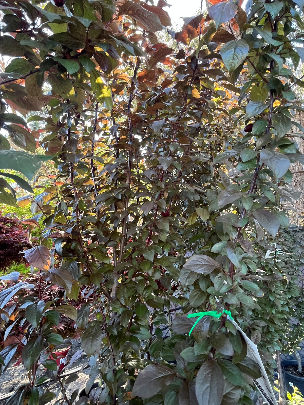 PL0145 Upright Purple Leaf Cherry Plum, Flowering Plum, Canada Plum, Prunus cerasifera Nigra Fastigiata, 直立紫叶李, 40 cm Pot