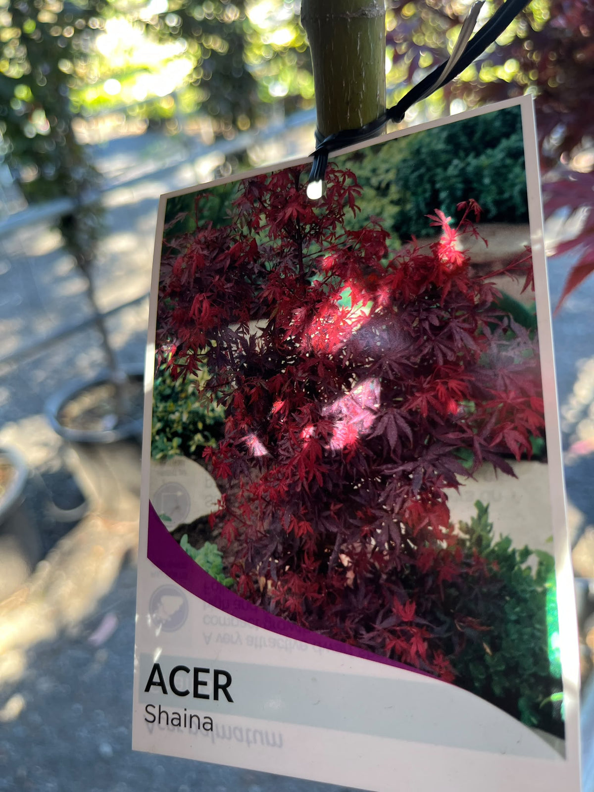 PL0146 Dwarf Japanese Maple, Acer palmatum Shaina, 矮生日本枫, 40 cm Pot