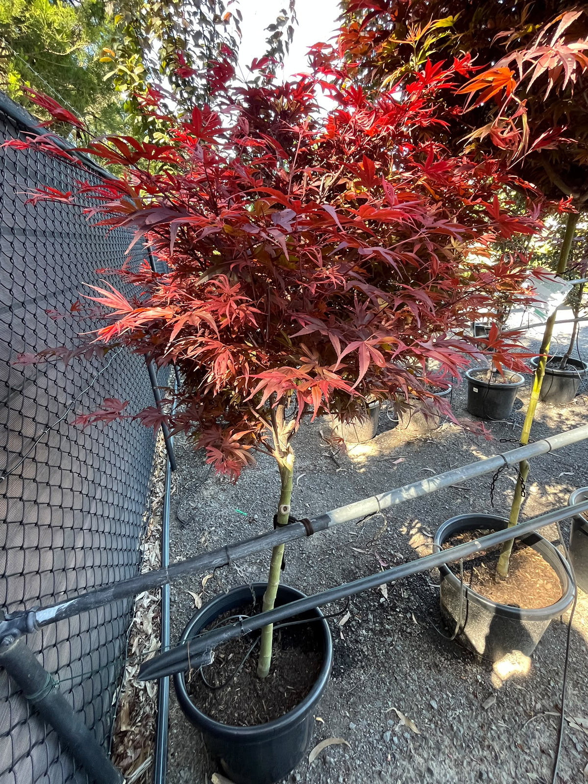 PL0146 Dwarf Japanese Maple, Acer palmatum Shaina, 矮生日本枫, 40 cm Pot
