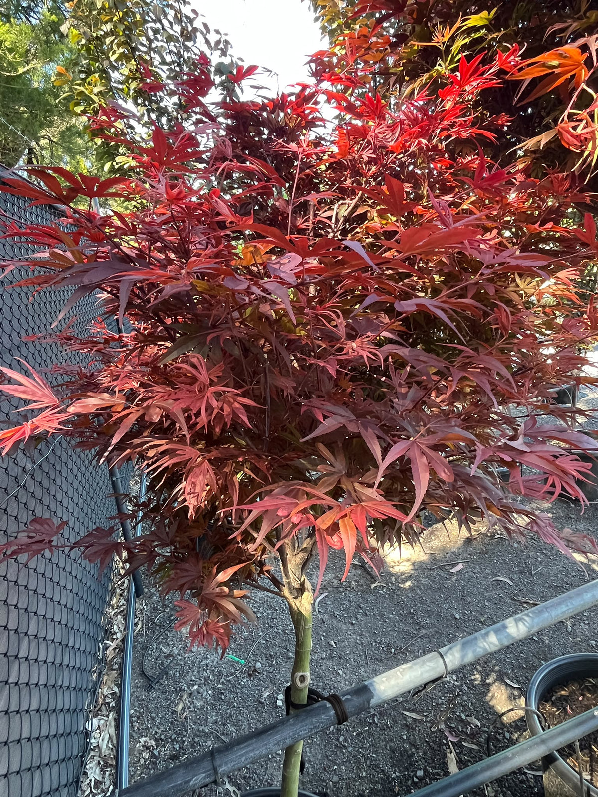 PL0146 Dwarf Japanese Maple, Acer palmatum Shaina, 矮生日本枫, 40 cm Pot