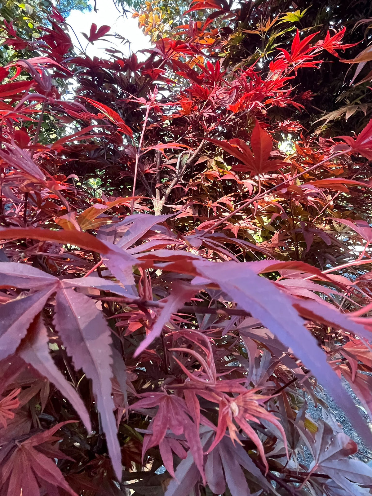 PL0146 Dwarf Japanese Maple, Acer palmatum Shaina, 矮生日本枫, 40 cm Pot