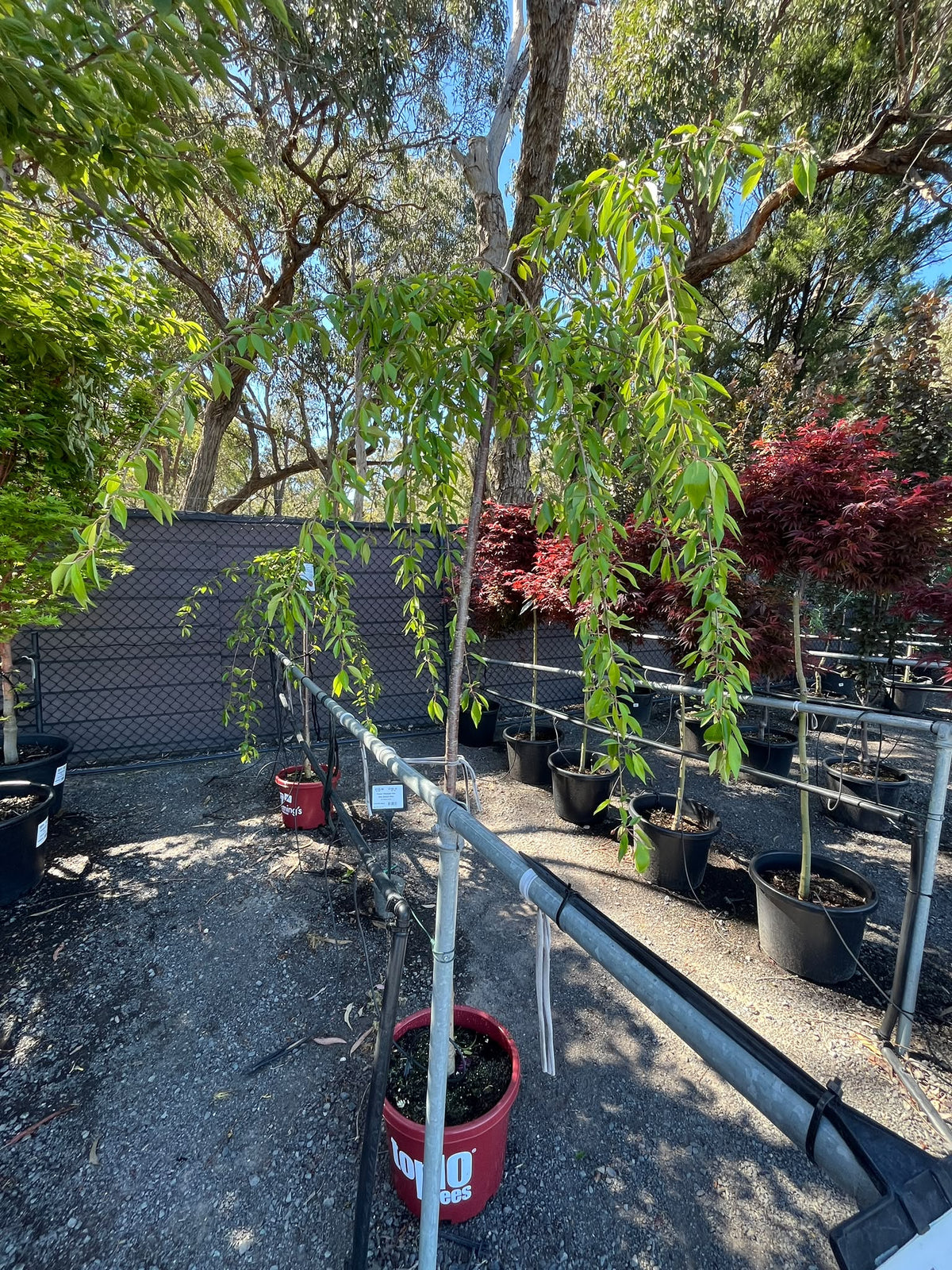 PL0147 Pink Weeping Cherry, Prunus Pisnshzam Pink Snow Showers, 粉花垂枝樱, 30 cm Standard Pot