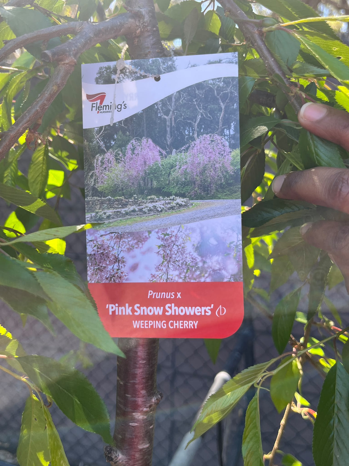 PL0148 Pink Weeping Cherry, Prunus Pisnshzam Pink Snow Showers, 粉花垂枝樱, 30 cm Pot