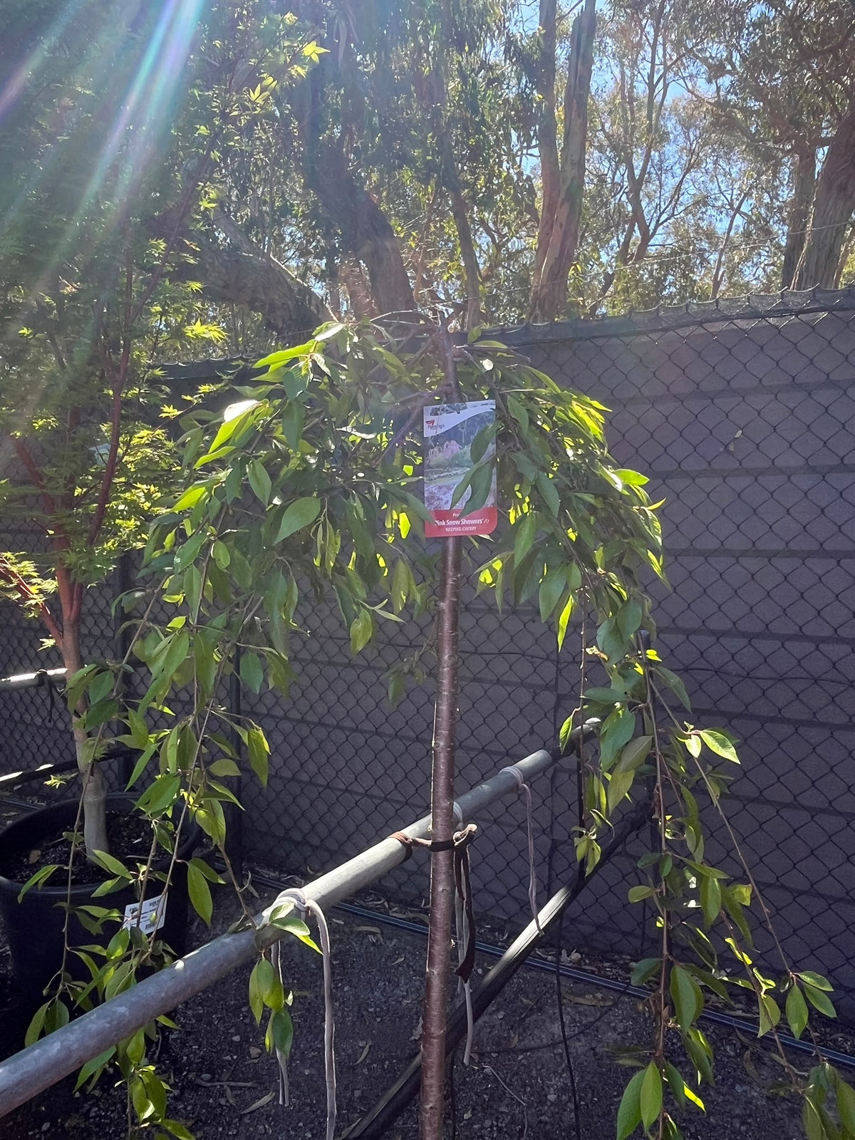 PL0148 Pink Weeping Cherry, Prunus Pisnshzam Pink Snow Showers, 粉花垂枝樱, 30 cm Pot