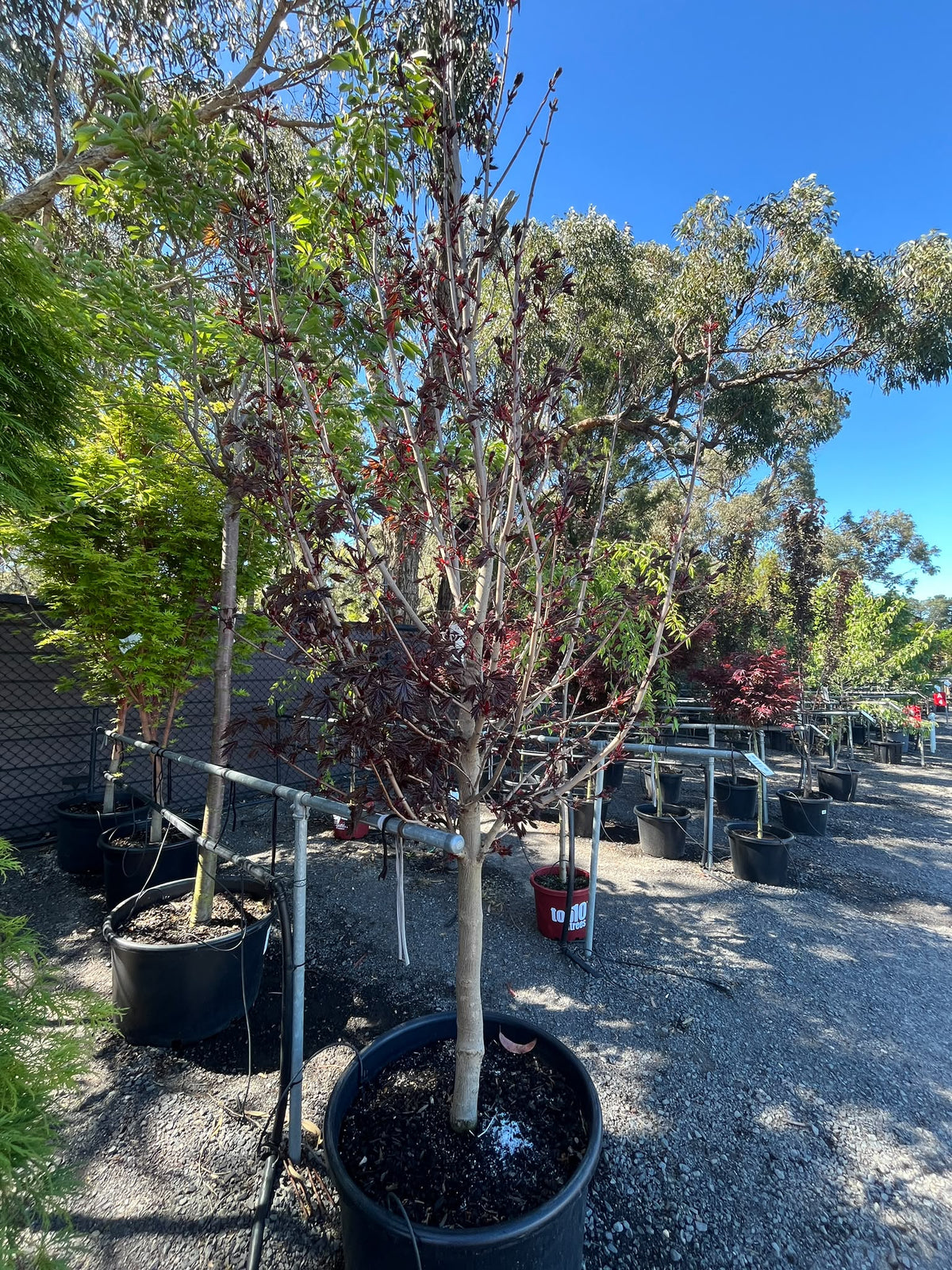 PL0149 Norway Maple, Acer platanoides Crimson Sentry, 挪威槭, 60 cm Pot
