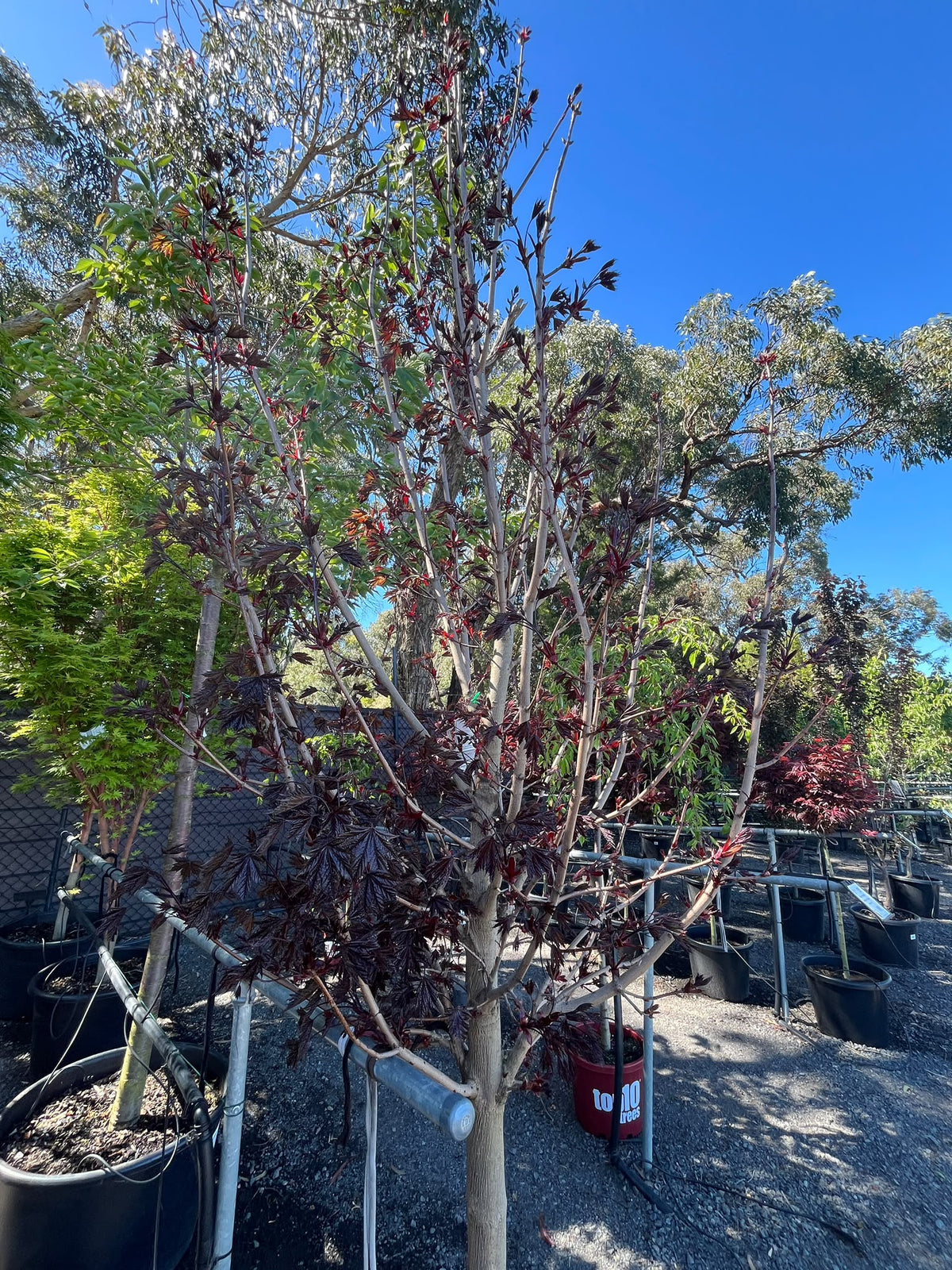 PL0149 Norway Maple, Acer platanoides Crimson Sentry, 挪威槭, 60 cm Pot
