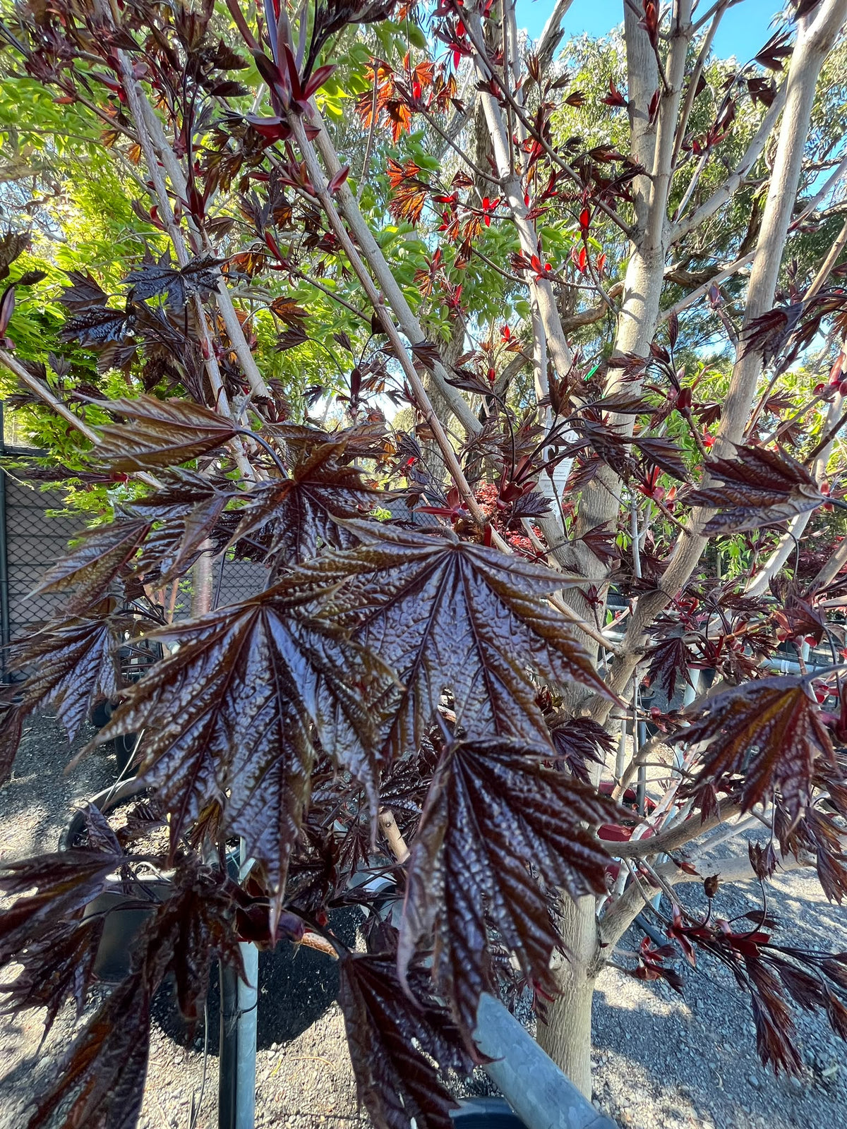PL0149 Norway Maple, Acer platanoides Crimson Sentry, 挪威槭, 60 cm Pot