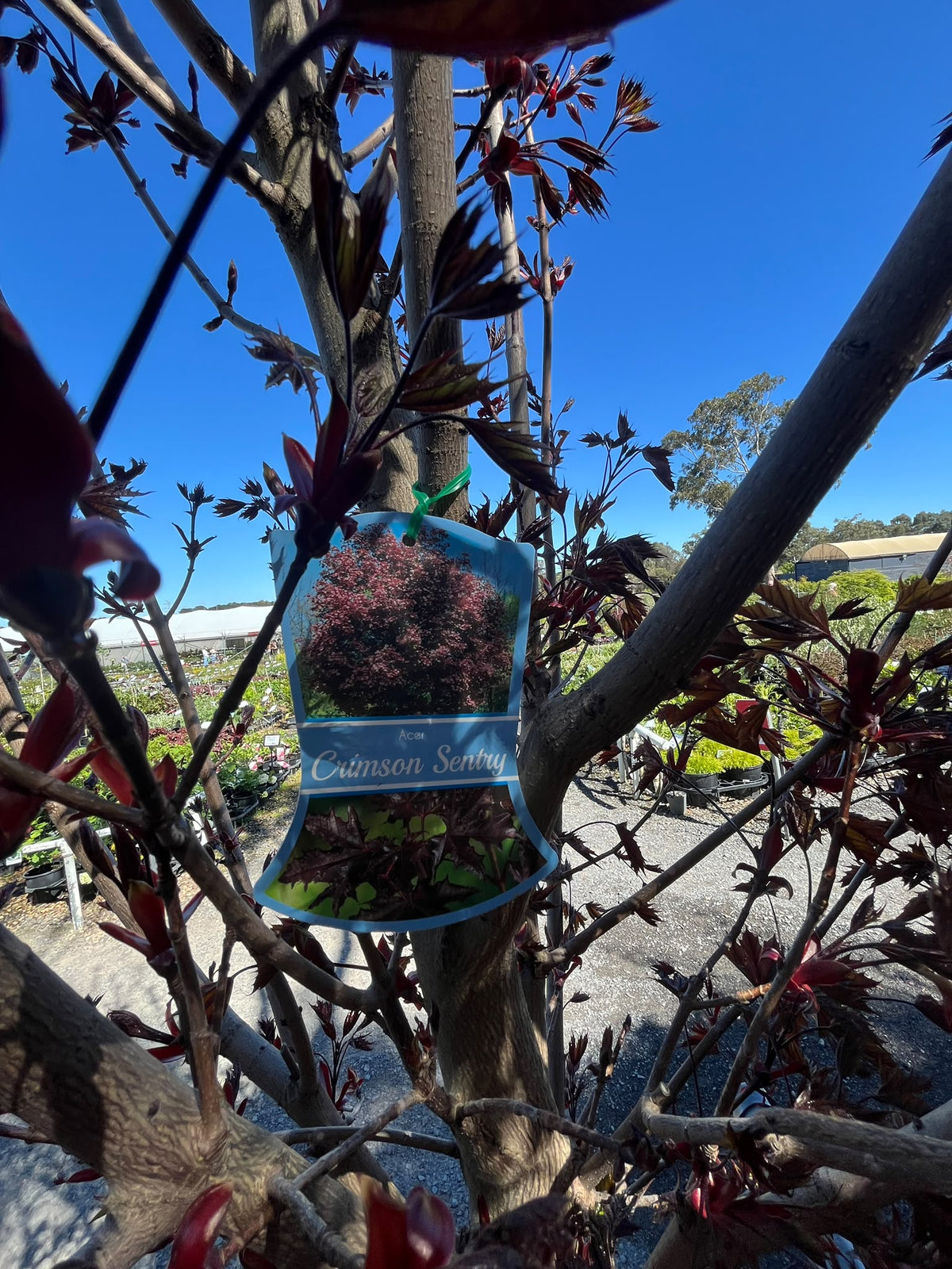 PL0149 Norway Maple, Acer platanoides Crimson Sentry, 挪威槭, 60 cm Pot