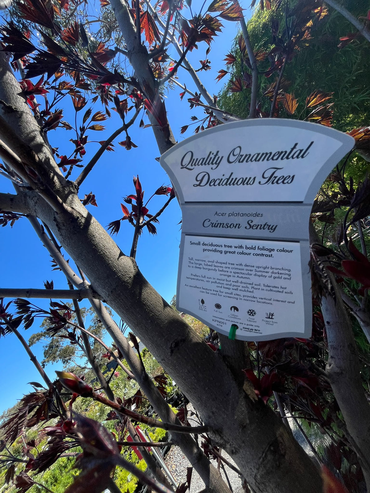 PL0149 Norway Maple, Acer platanoides Crimson Sentry, 挪威槭, 60 cm Pot