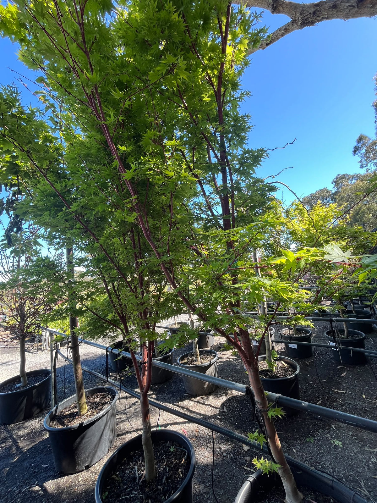 PL0151 Japanese Maple, Coral Bark Maple, Acer palmatum Senkaki, 珊瑚皮日本枫, 60 cm Pot