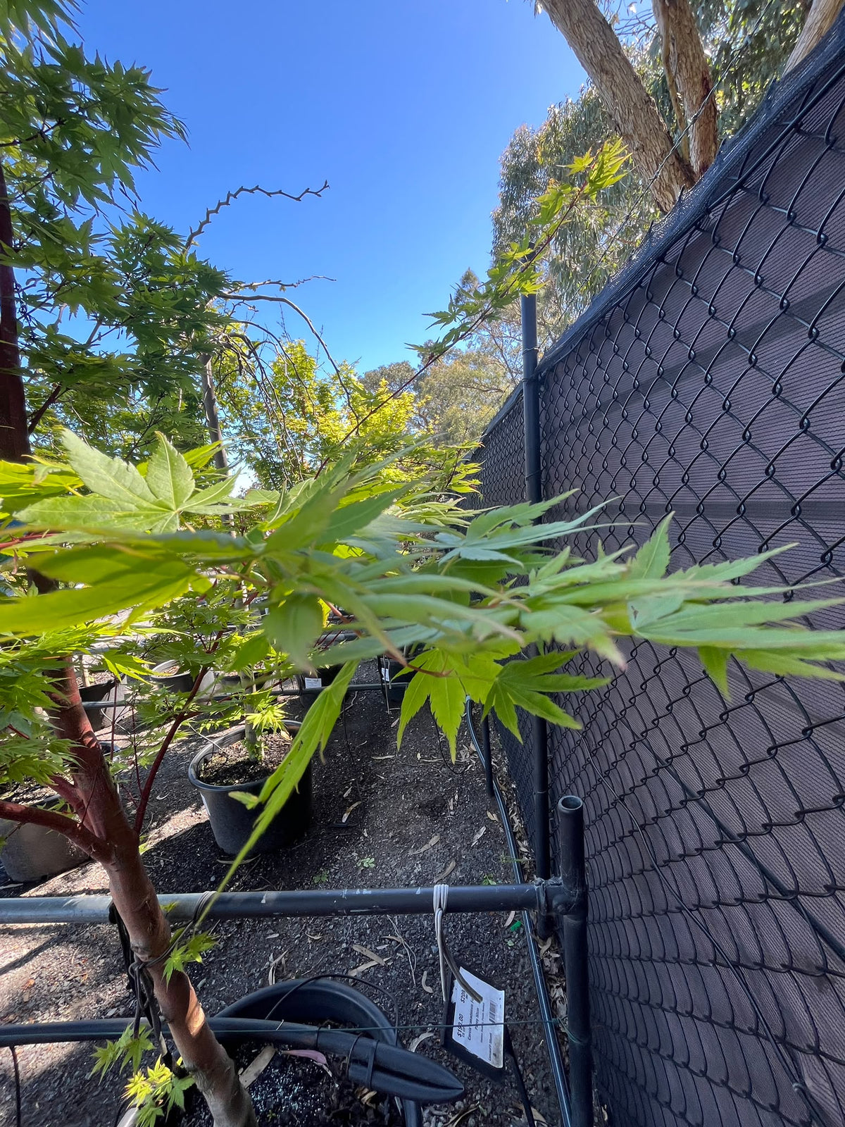 PL0151 Japanese Maple, Coral Bark Maple, Acer palmatum Senkaki, 珊瑚皮日本枫, 60 cm Pot