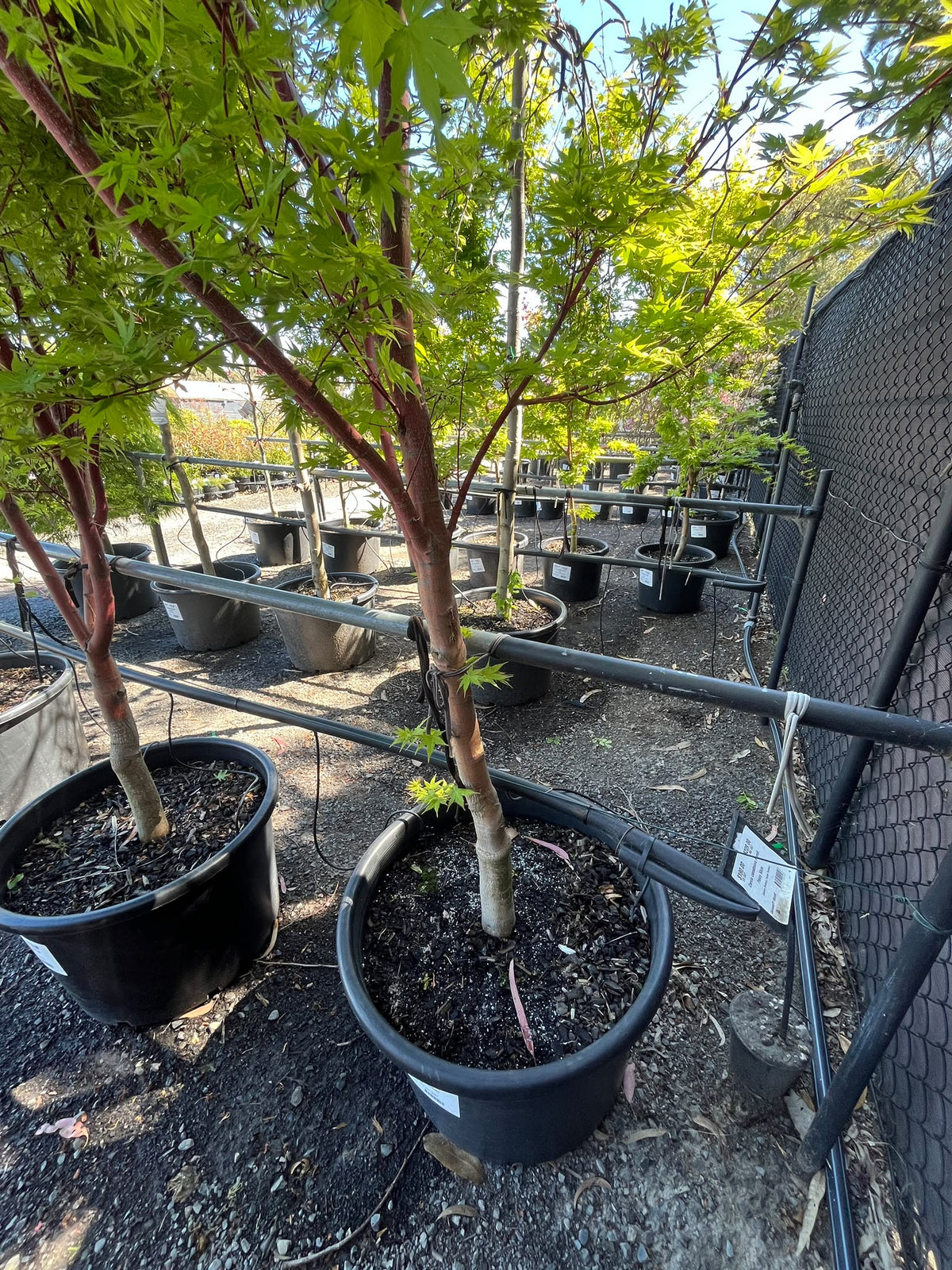 PL0151 Japanese Maple, Coral Bark Maple, Acer palmatum Senkaki, 珊瑚皮日本枫, 60 cm Pot