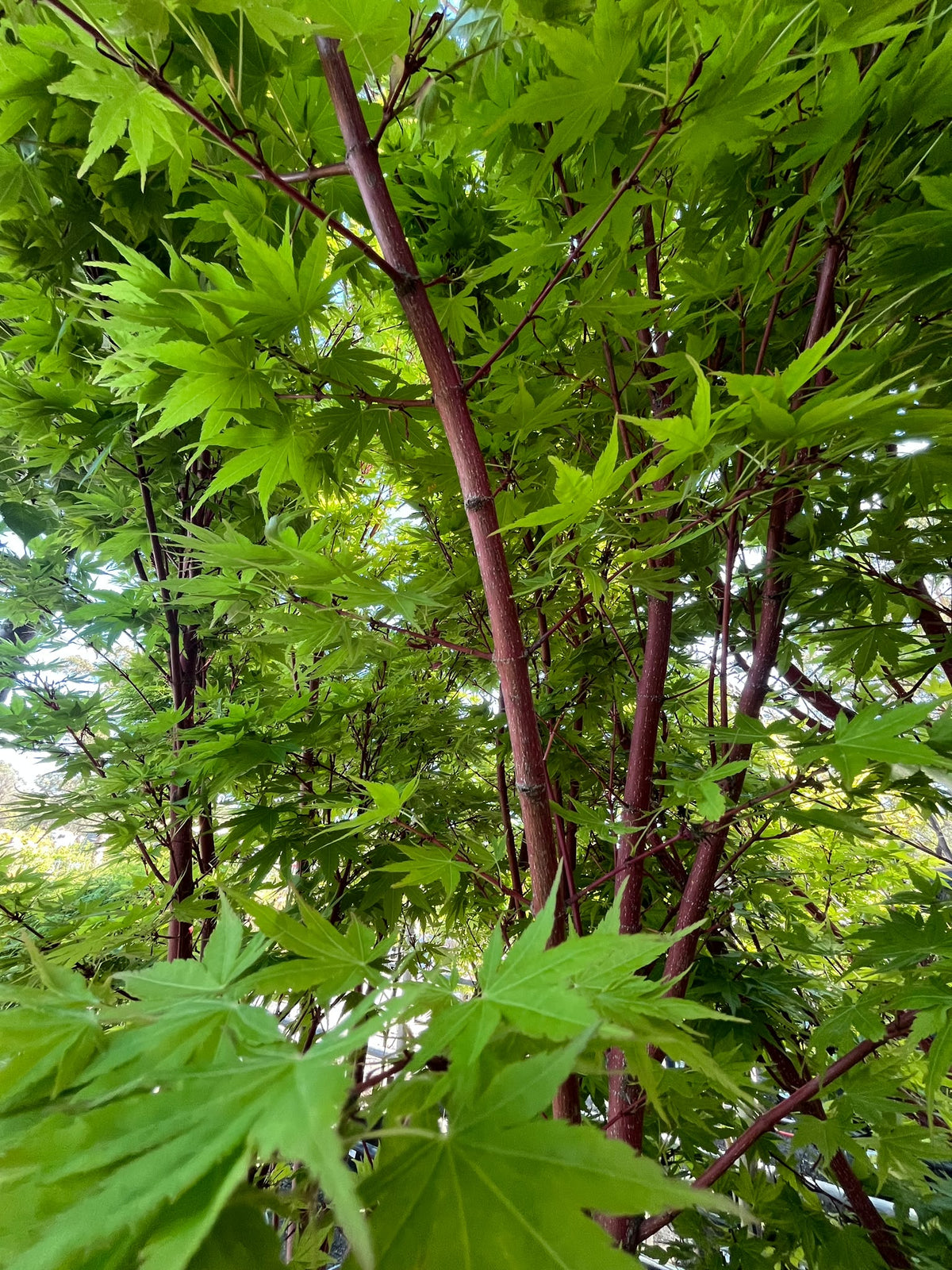 PL0151 Japanese Maple, Coral Bark Maple, Acer palmatum Senkaki, 珊瑚皮日本枫, 60 cm Pot