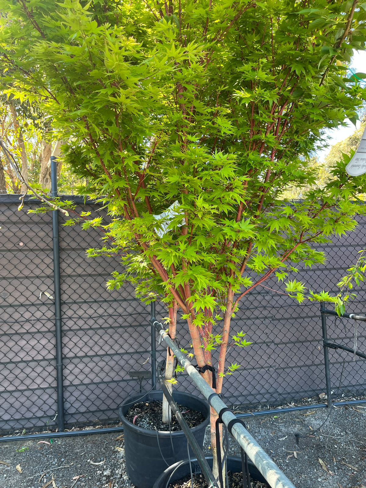 PL0151 Japanese Maple, Coral Bark Maple, Acer palmatum Senkaki, 珊瑚皮日本枫, 60 cm Pot