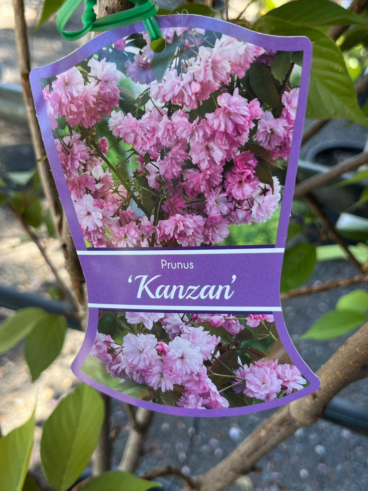 PL0157 Japanese Flowering Cherry, Prunus serrulata Kanzan, 关山樱, 40 cm Pot