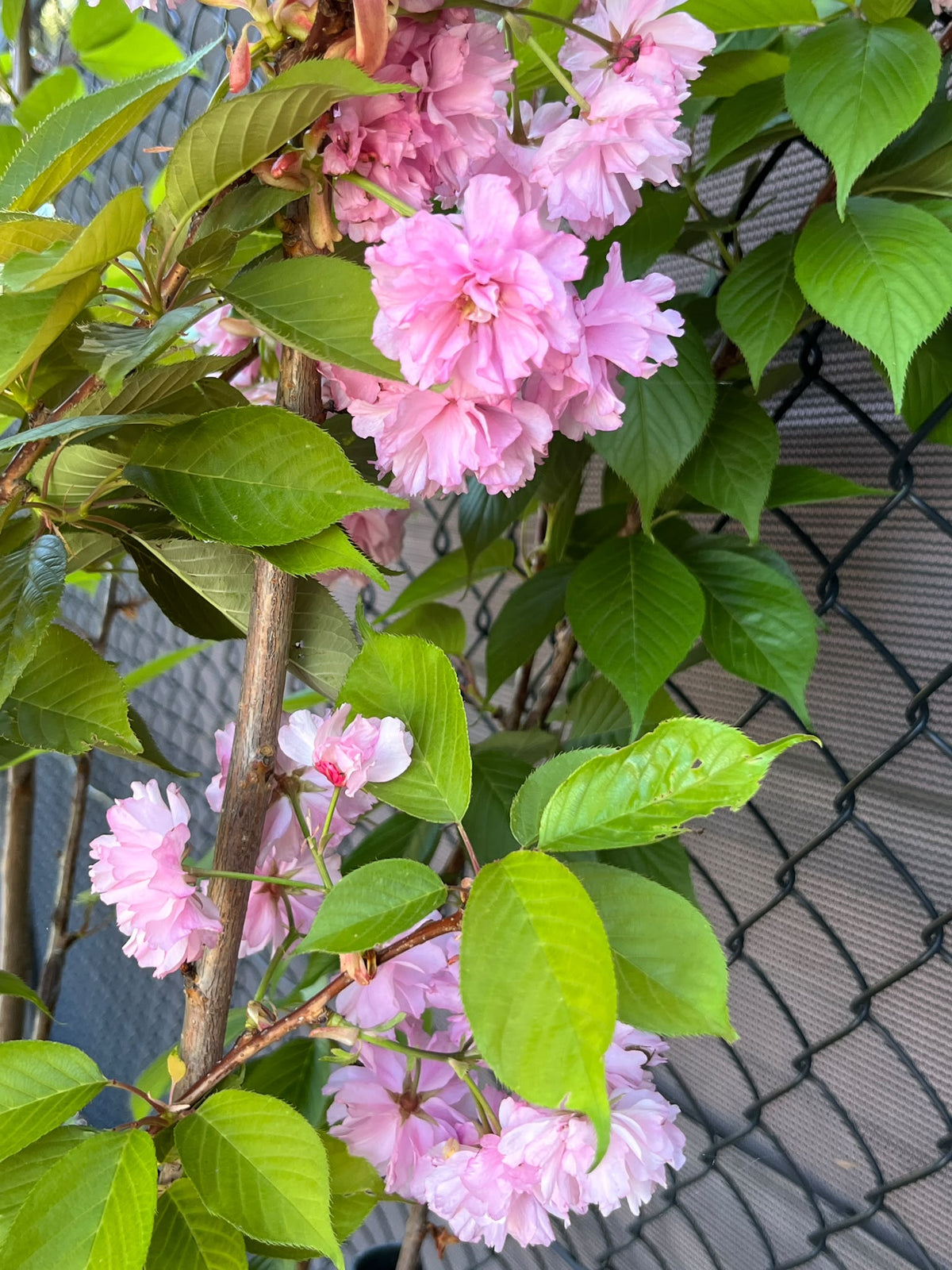 PL0157 Japanese Flowering Cherry, Prunus serrulata Kanzan, 关山樱, 40 cm Pot