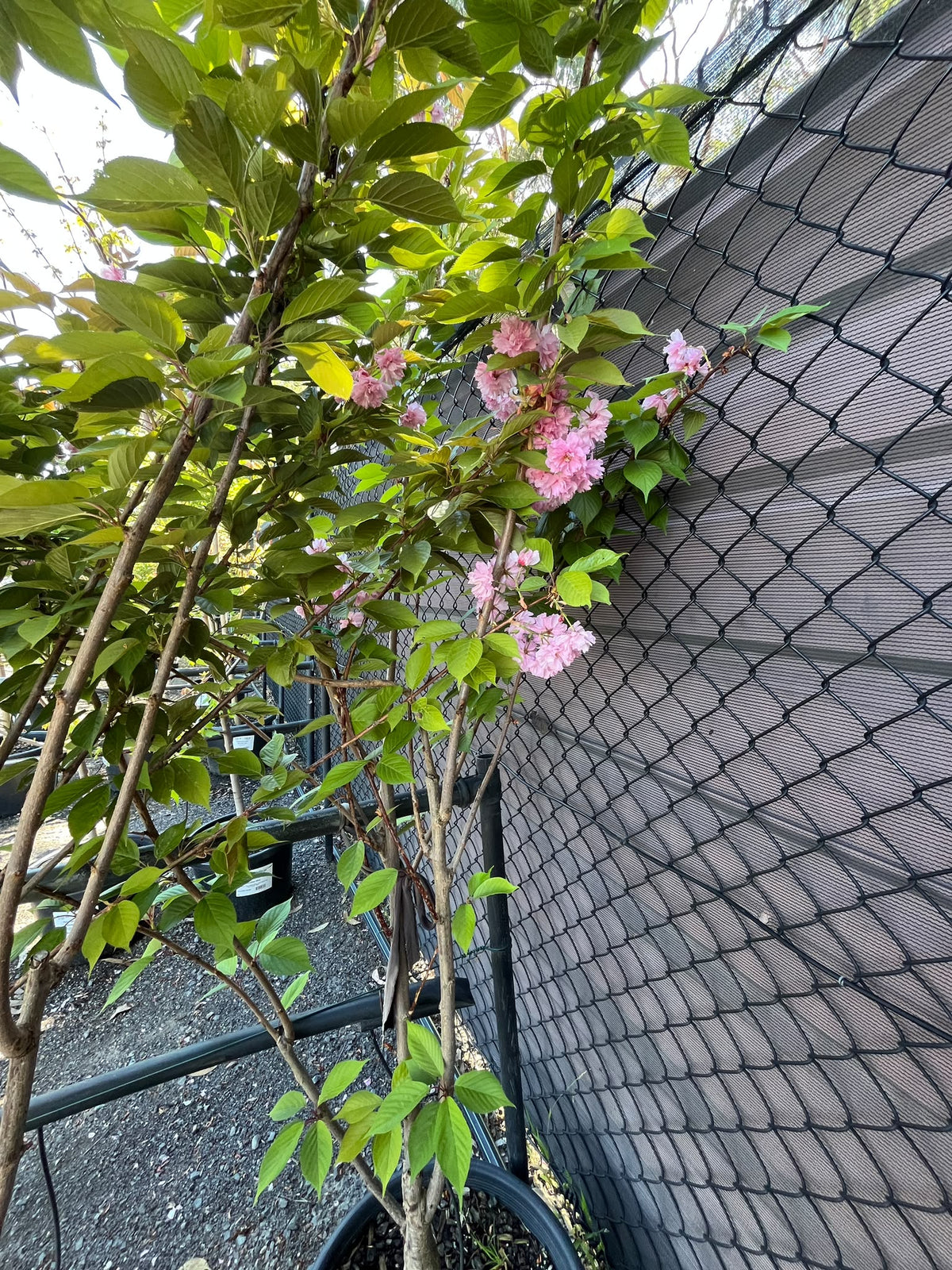 PL0157 Japanese Flowering Cherry, Prunus serrulata Kanzan, 关山樱, 40 cm Pot