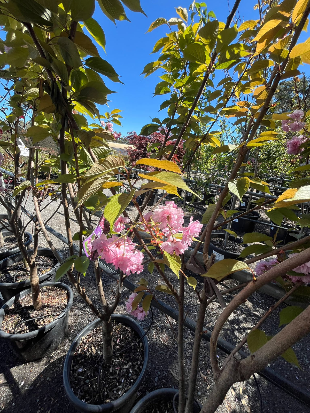 PL0157 Japanese Flowering Cherry, Prunus serrulata Kanzan, 关山樱, 40 cm Pot