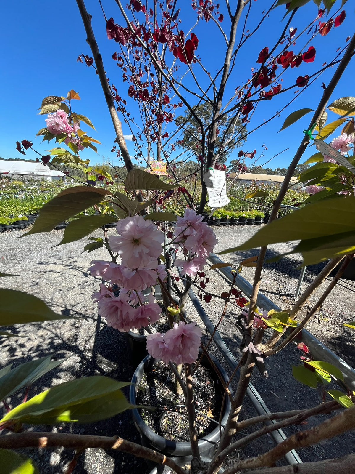 PL0157 Japanese Flowering Cherry, Prunus serrulata Kanzan, 关山樱, 40 cm Pot