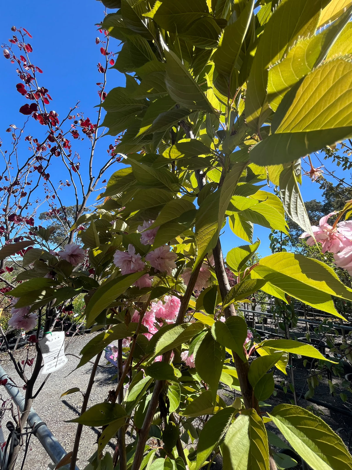 PL0157 Japanese Flowering Cherry, Prunus serrulata Kanzan, 关山樱, 40 cm Pot