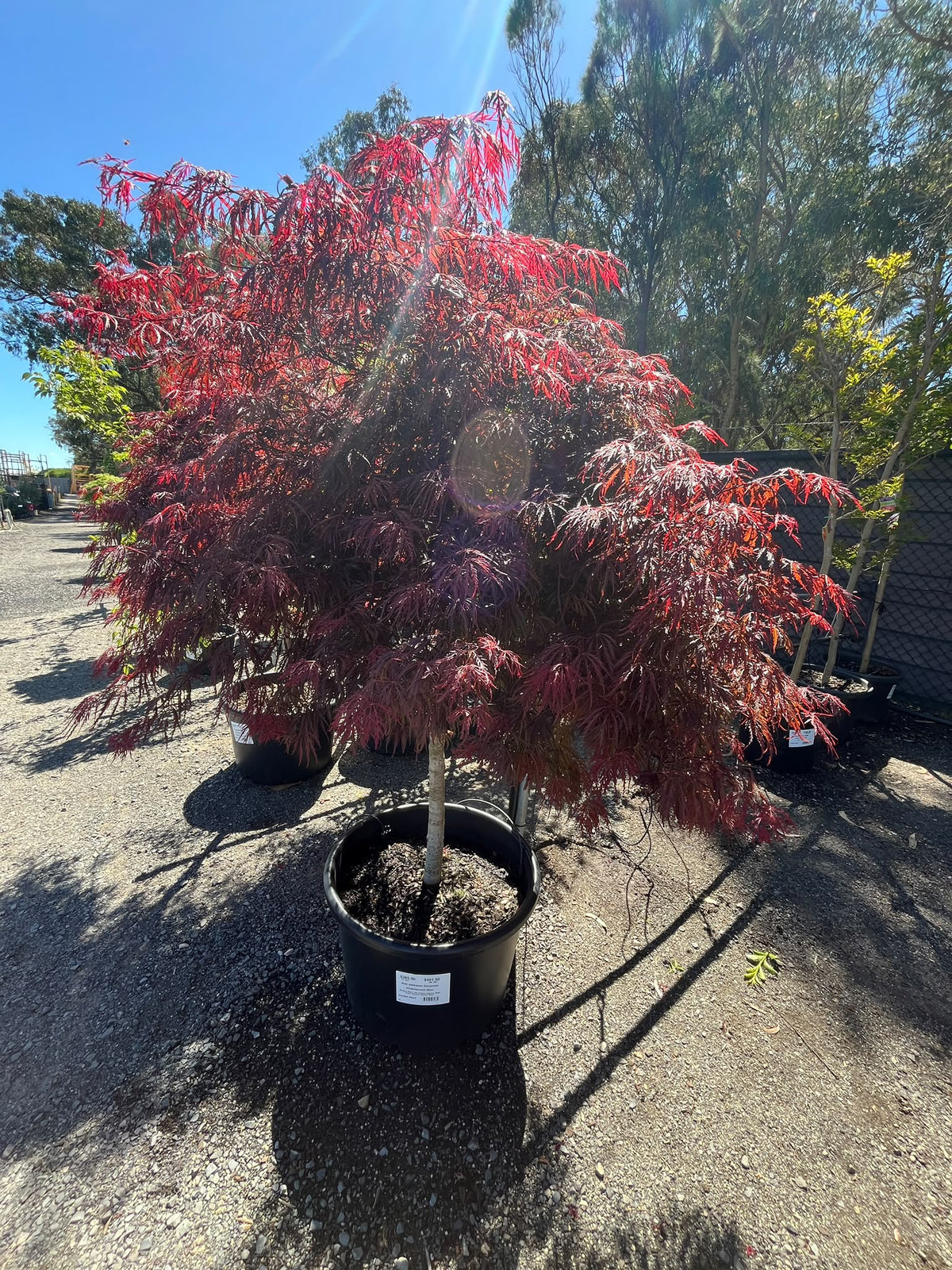 PL0158 Weeping Maple, Red Weeping Japanese Maple, Purple Weeping Japanese Maple, Acer palmatum Dissectum Atropurpureum, 紫叶垂枝日本枫, 60 cm Pot