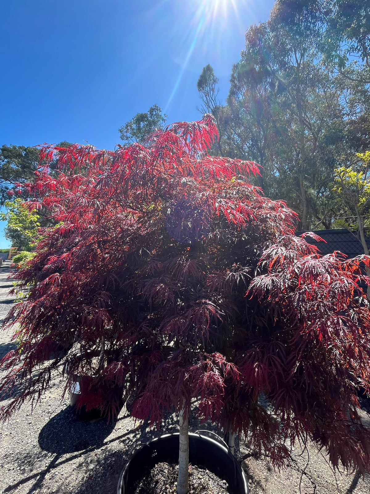 PL0158 Weeping Maple, Red Weeping Japanese Maple, Purple Weeping Japanese Maple, Acer palmatum Dissectum Atropurpureum, 紫叶垂枝日本枫, 60 cm Pot