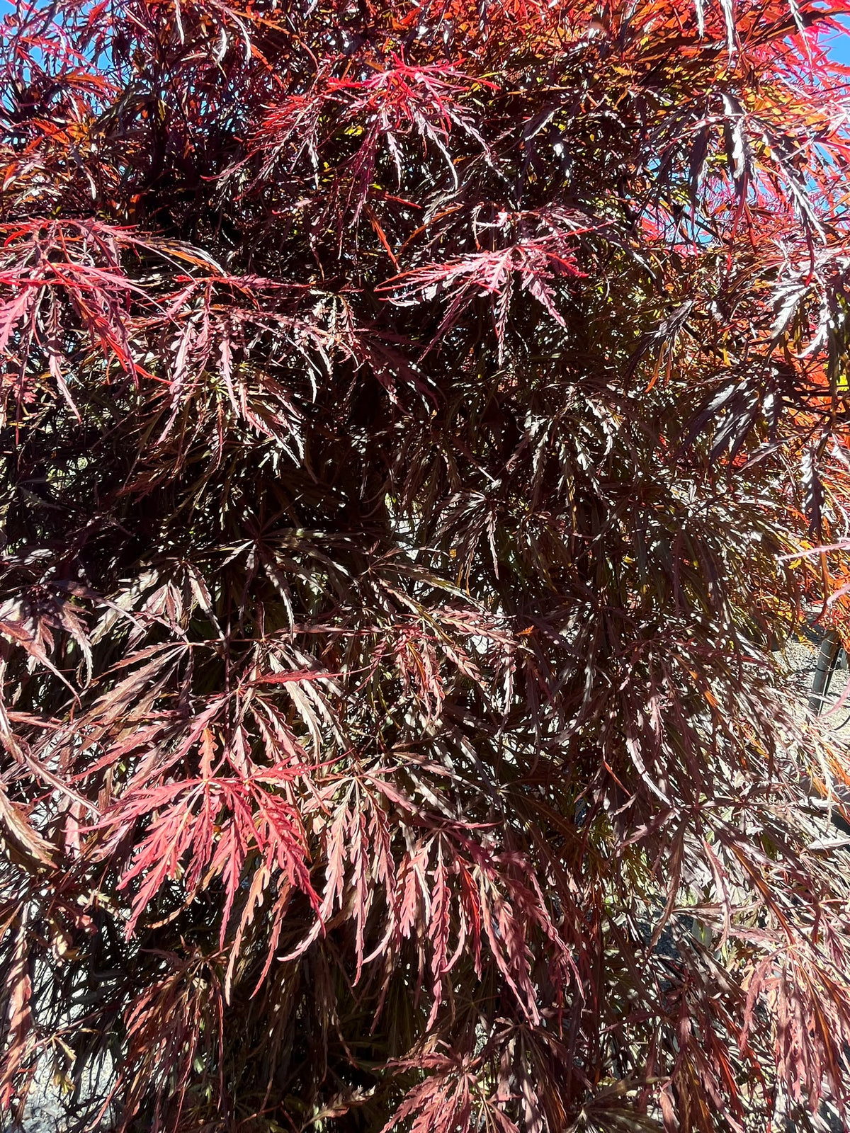 PL0158 Weeping Maple, Red Weeping Japanese Maple, Purple Weeping Japanese Maple, Acer palmatum Dissectum Atropurpureum, 紫叶垂枝日本枫, 60 cm Pot