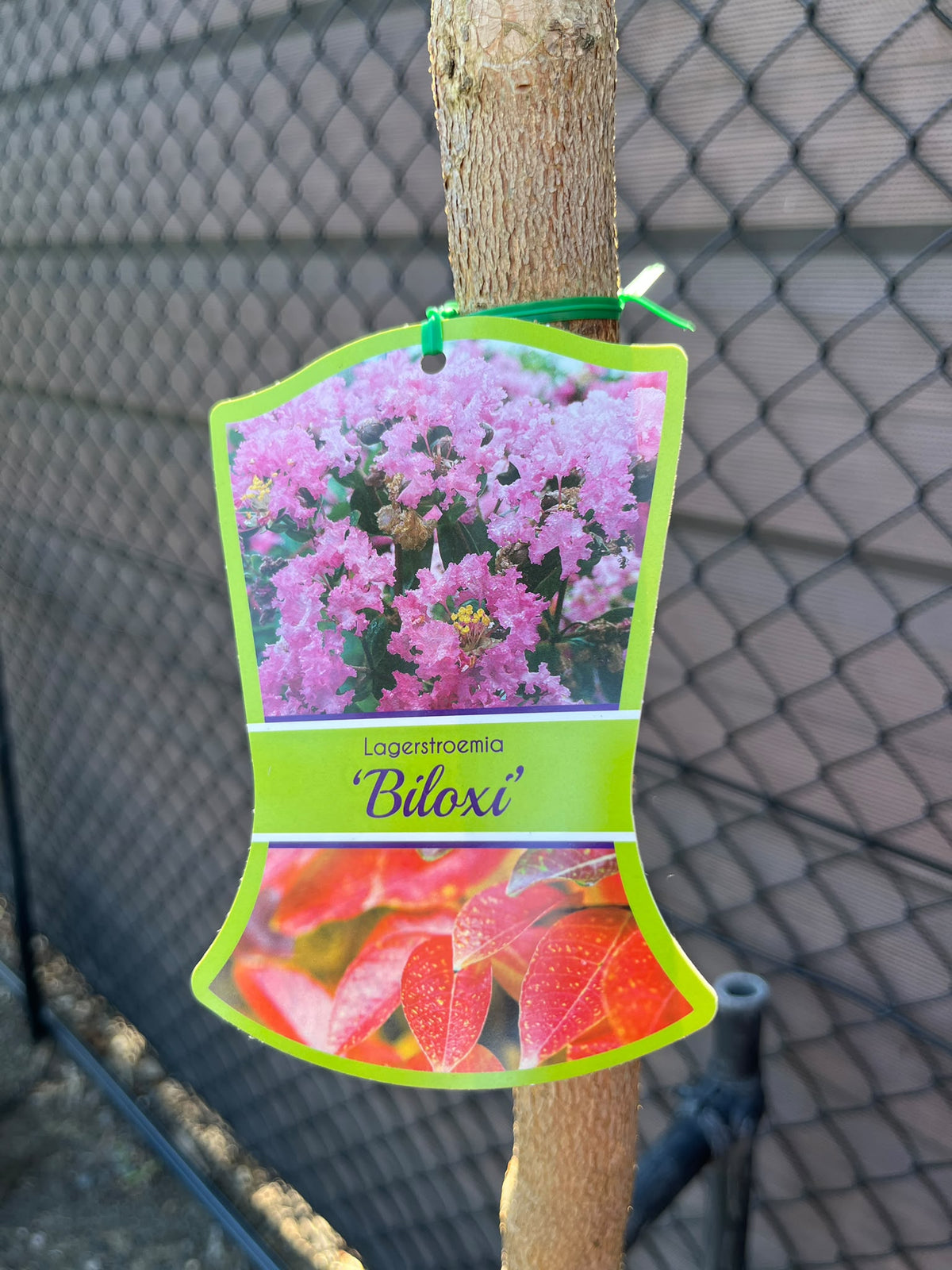 PL0159 Pink Crepe Myrtle, Lagerstroemia indica fauriei Biloxi, 粉花紫薇, 50 cm Pot
