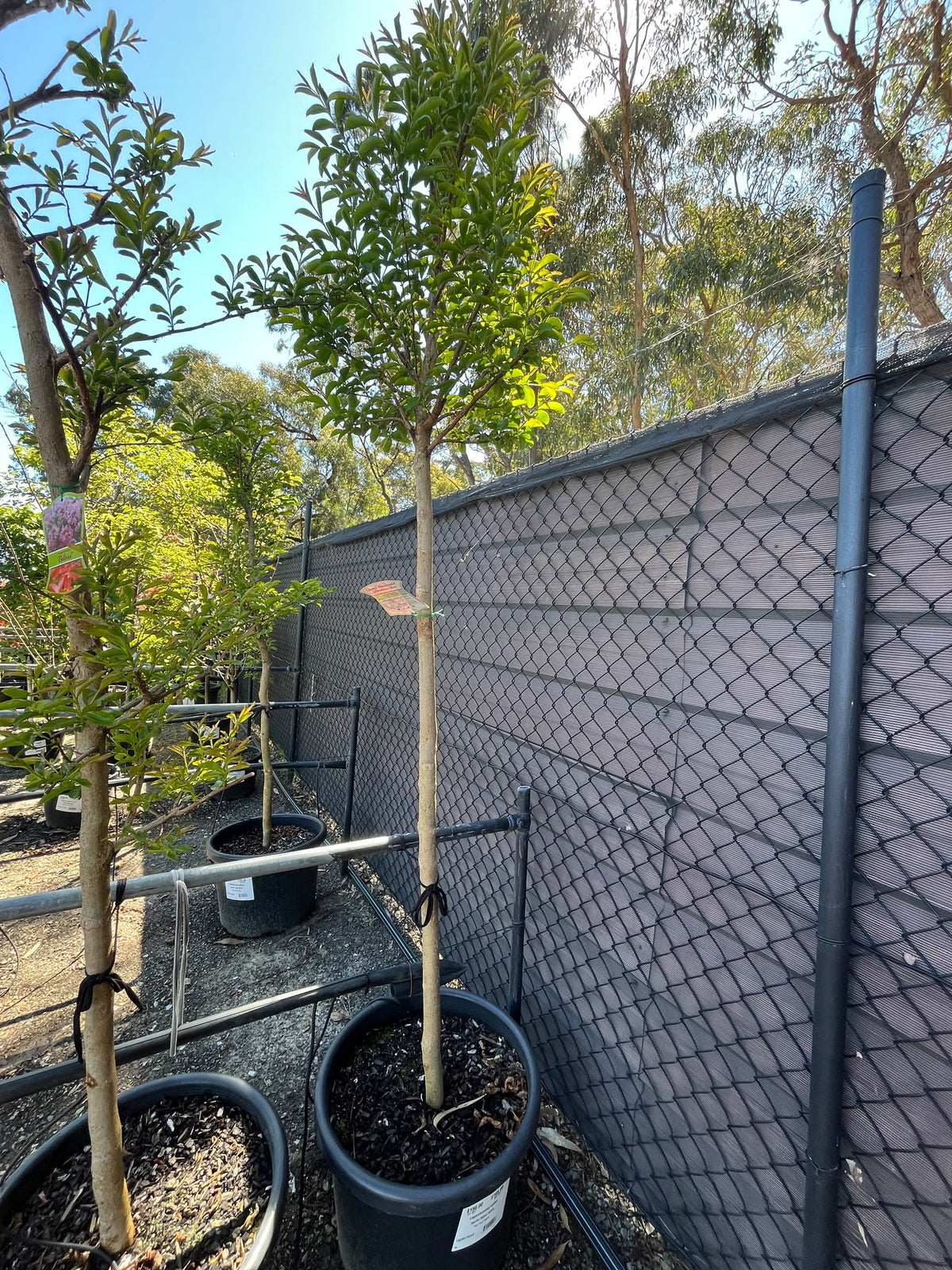 PL0159 Pink Crepe Myrtle, Lagerstroemia indica fauriei Biloxi, 粉花紫薇, 50 cm Pot