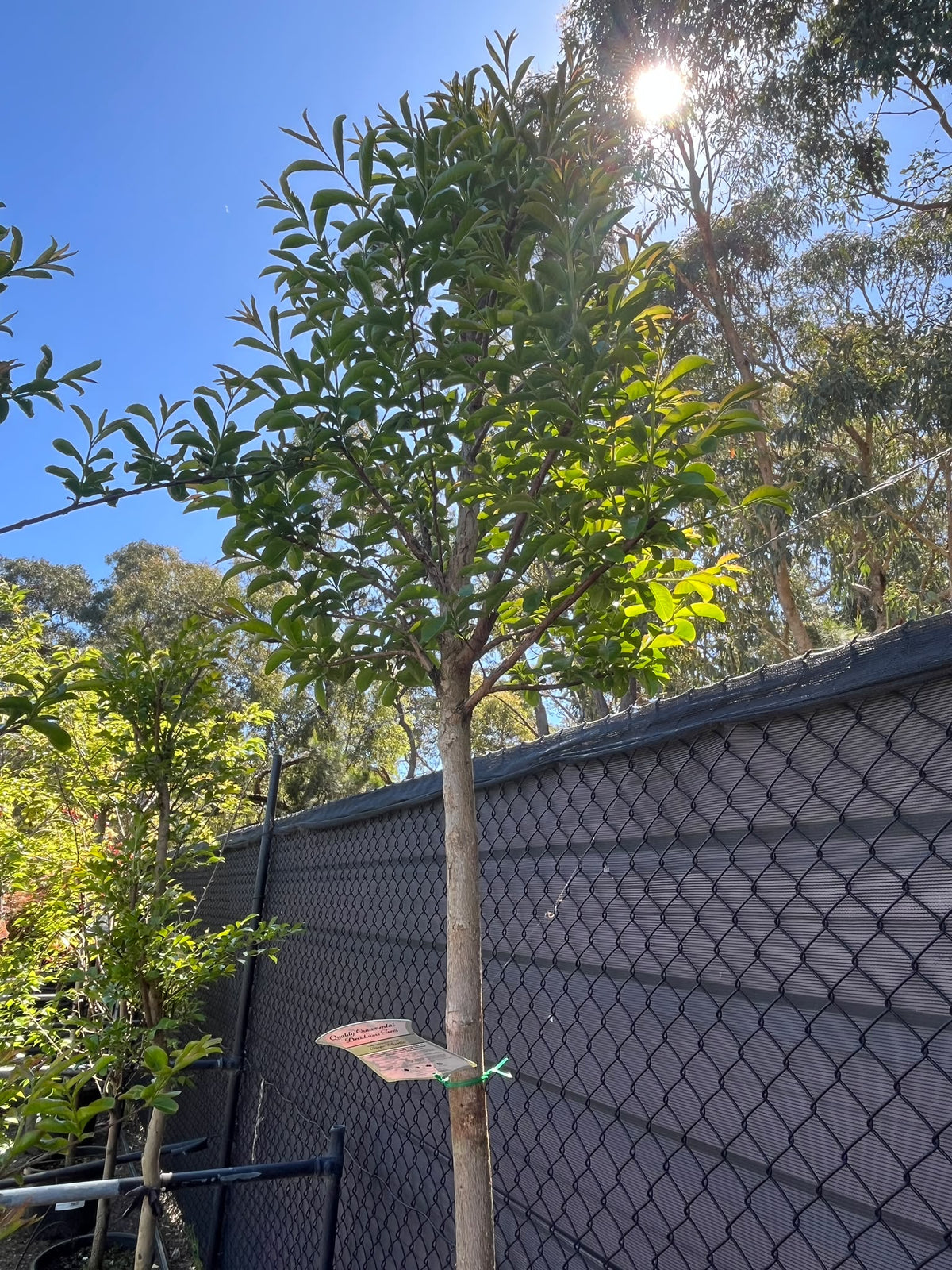 PL0159 Pink Crepe Myrtle, Lagerstroemia indica fauriei Biloxi, 粉花紫薇, 50 cm Pot