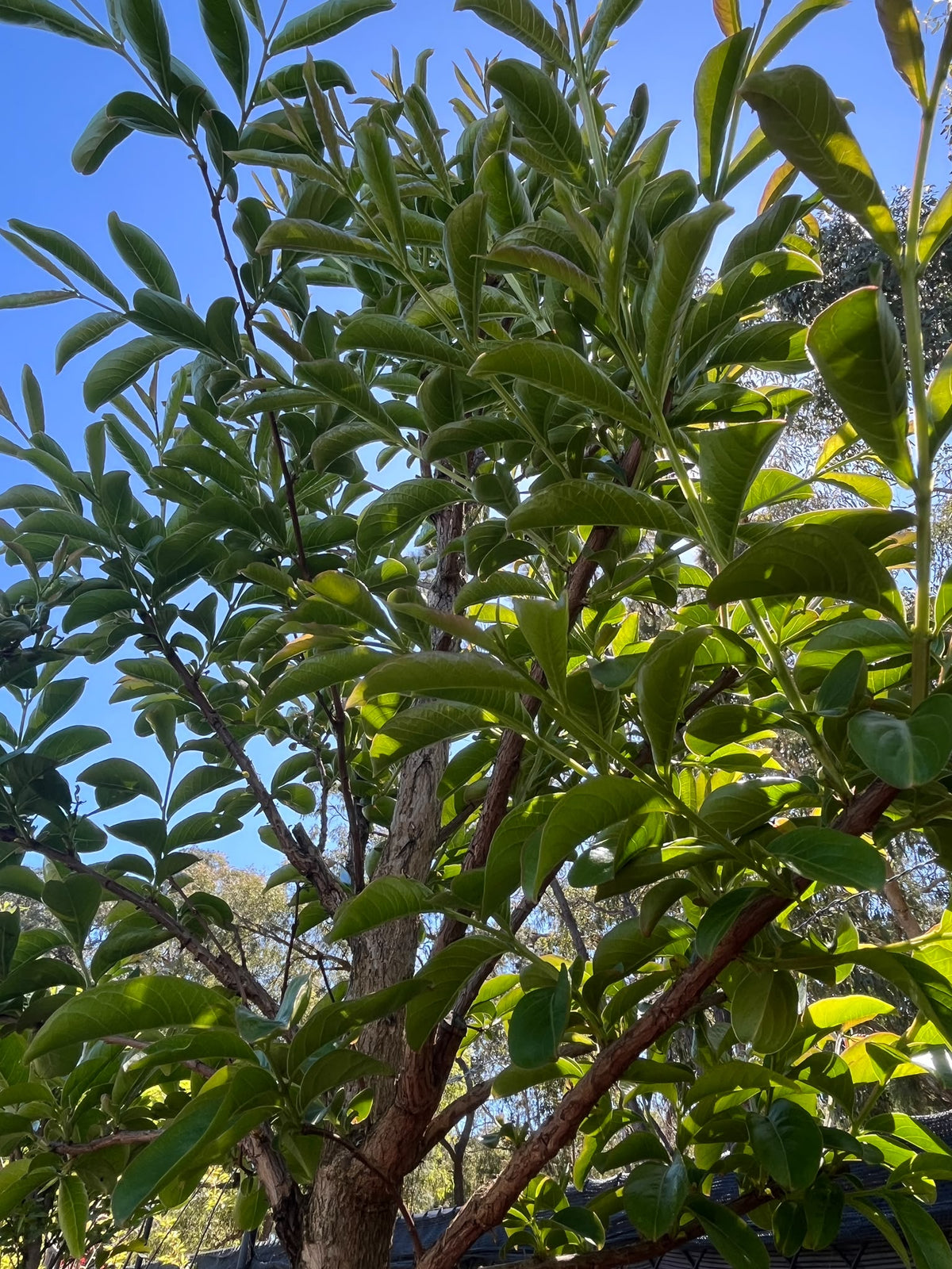 PL0159 Pink Crepe Myrtle, Lagerstroemia indica fauriei Biloxi, 粉花紫薇, 50 cm Pot